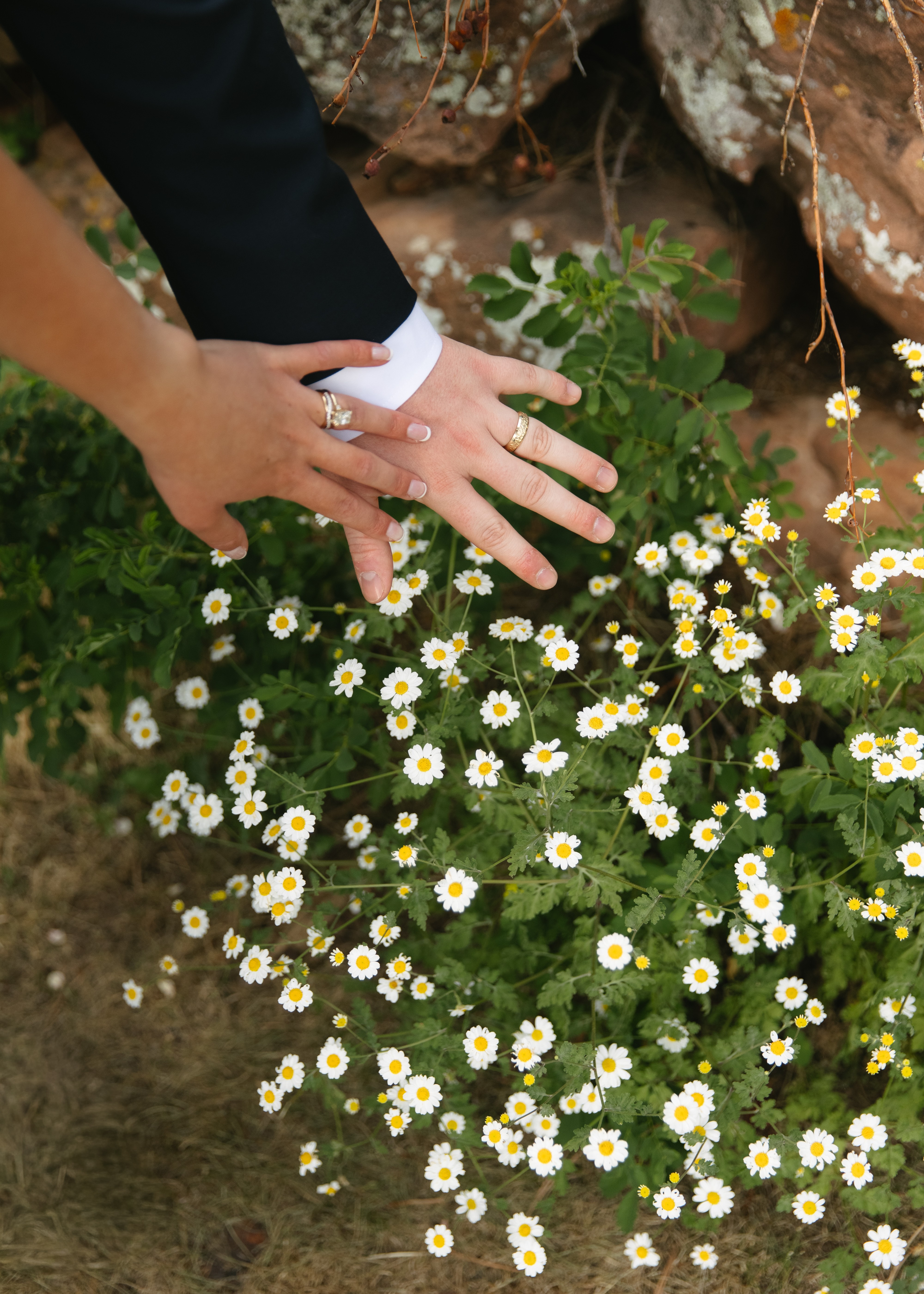 Two hands, one in a black sleeve, touch white daisy flowers in a garden, with rocks and green plants nearby.