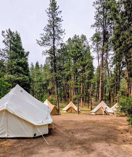 Tents set up in a forest clearing with tall trees and a dirt ground.