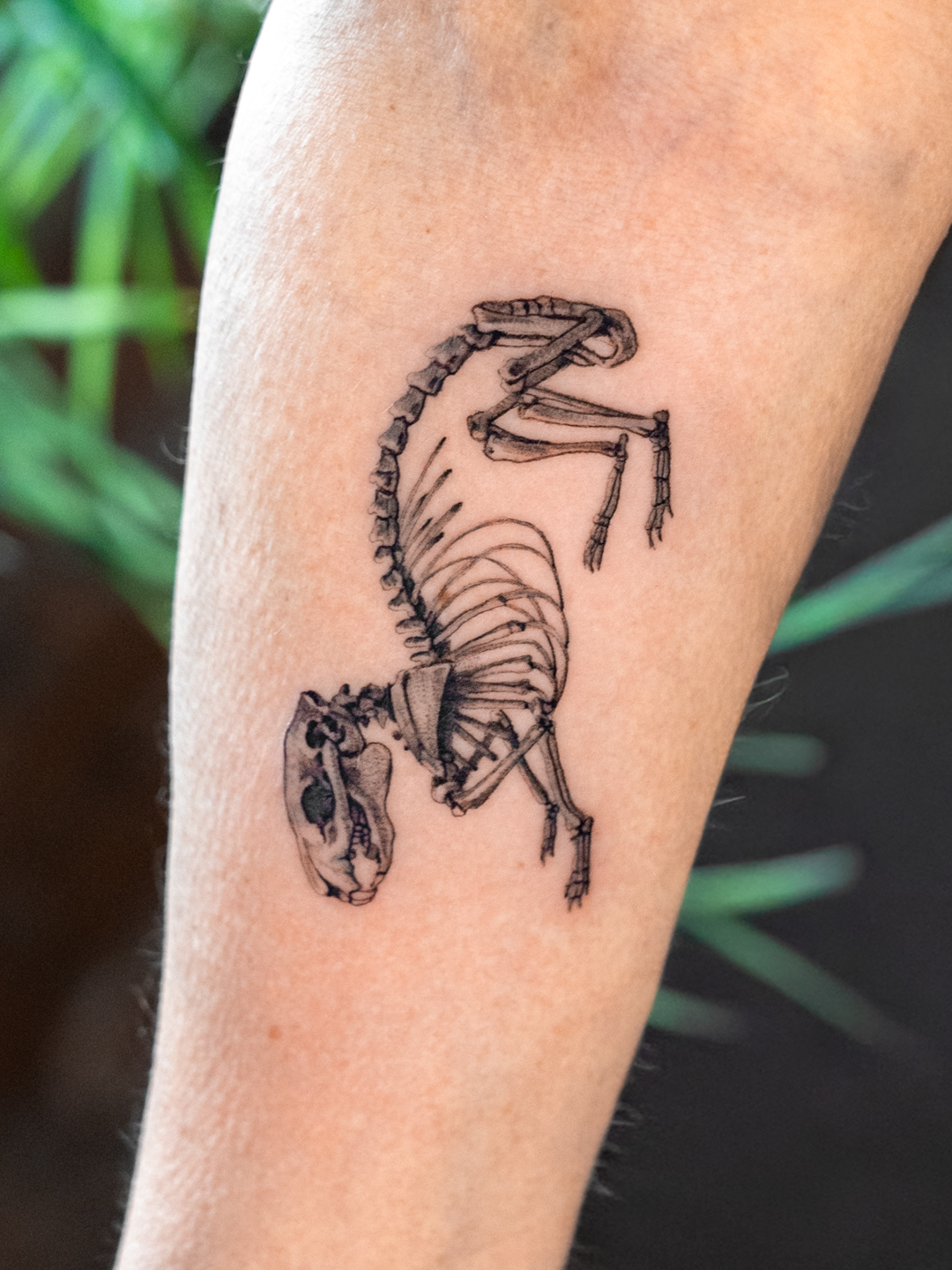 Tattoo of a dinosaur skeleton on person's arm, detailed and black ink, with greenery in background.