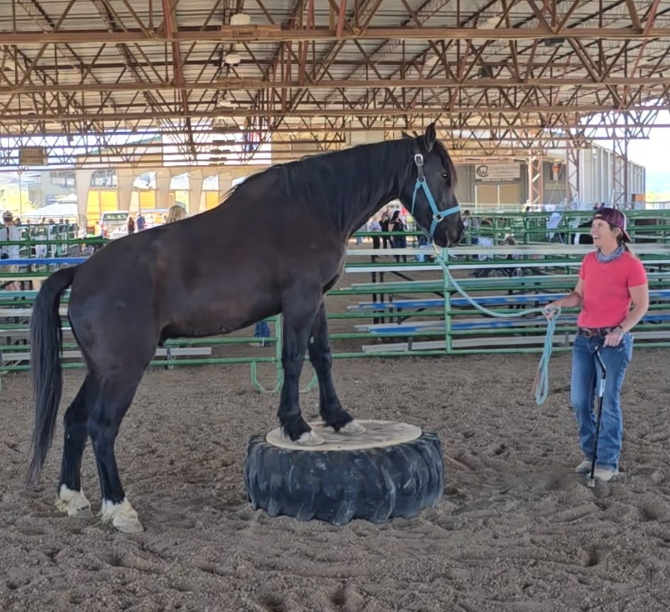 Person holding a horse's lead rope in an indoor riding arena, horse standing on a tire, under a metal roof.