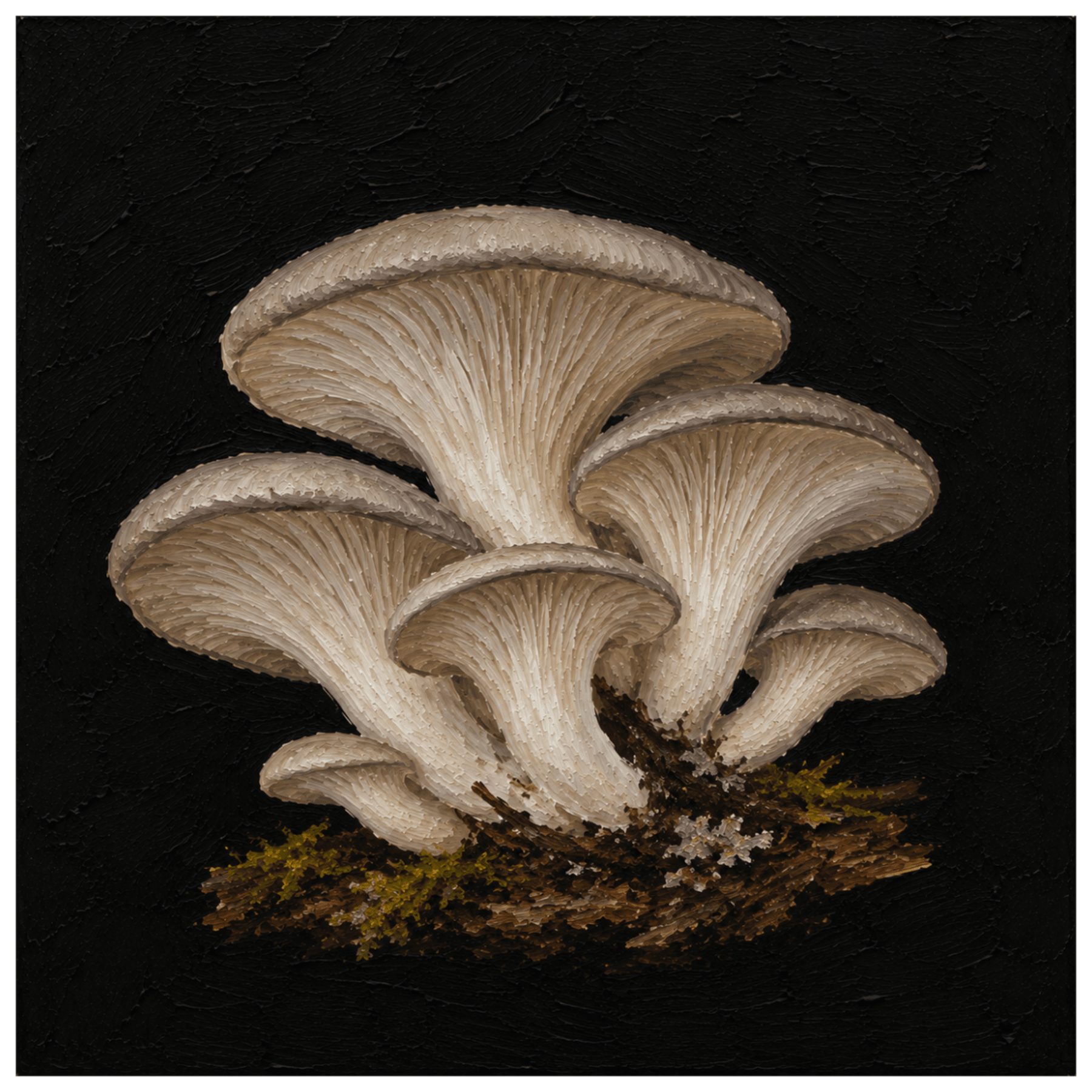 Cluster of beige mushrooms with gills facing outward, growing on dark soil with moss, against a black background.
