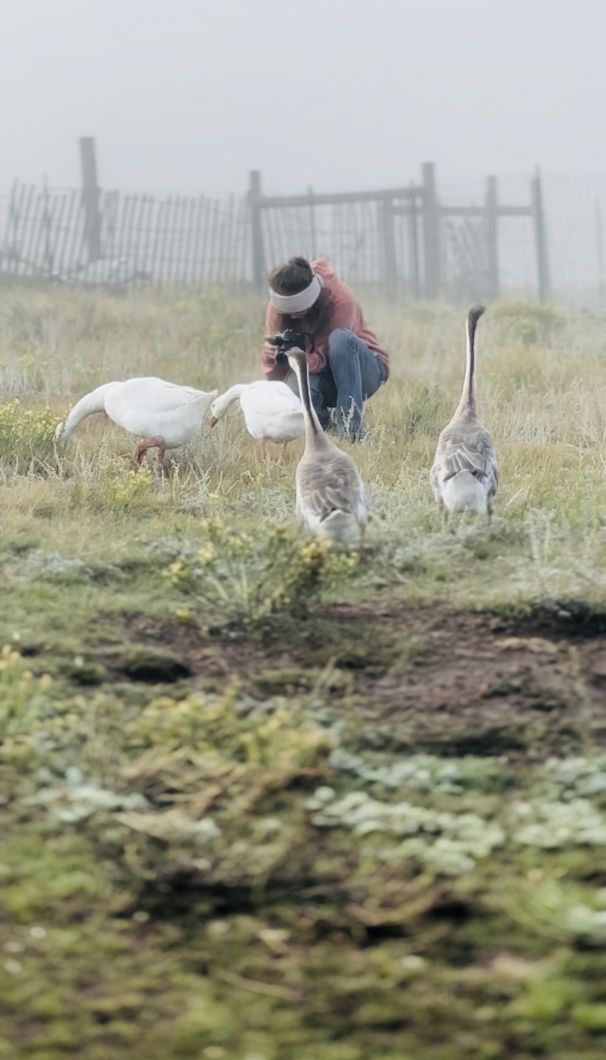 Person crouching in a grassy field with four geese, foggy background with a fence, and a cloudy sky.