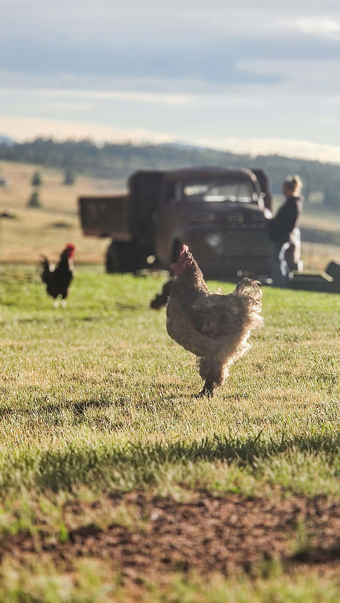 Chickens in a field with a truck and open landscape in the background, under a cloudy sky.