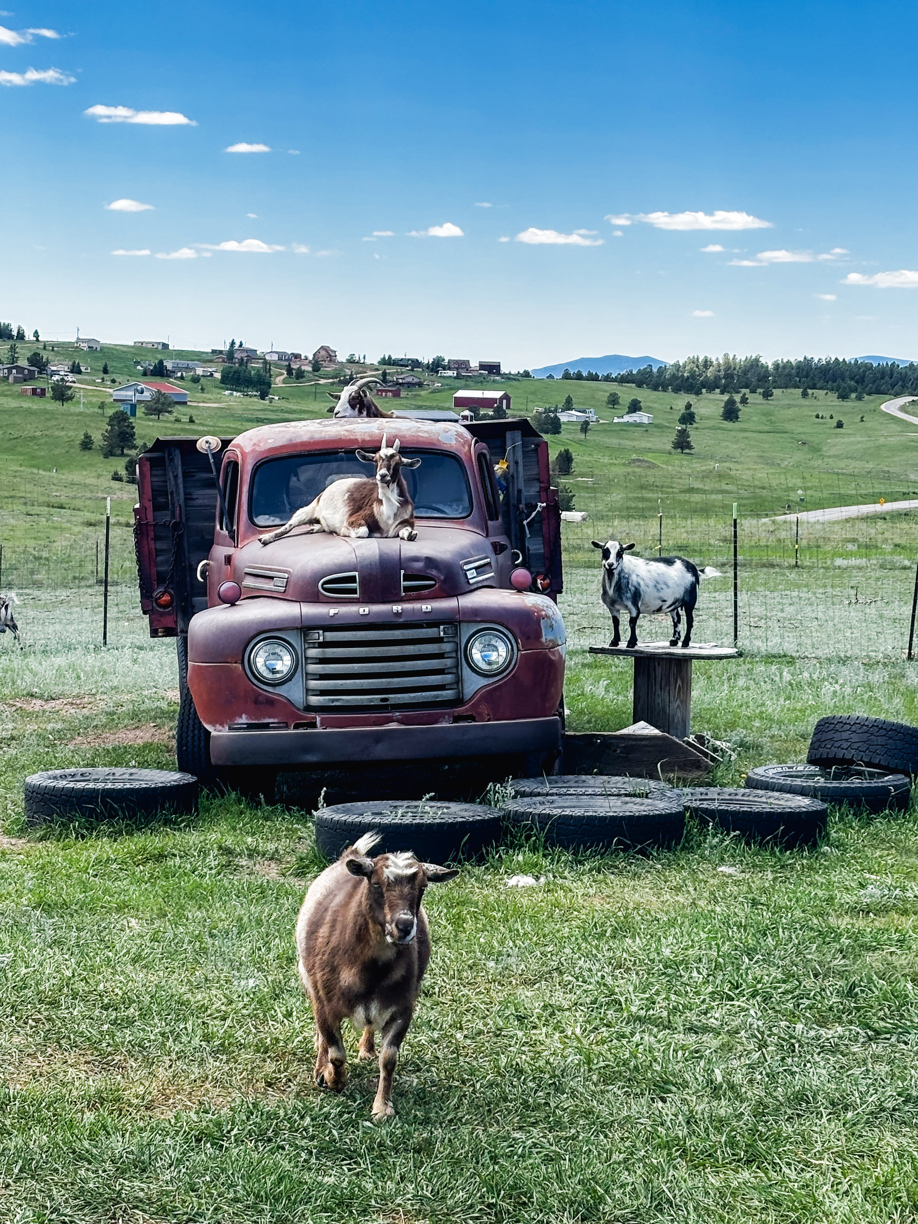 A goat stands on grass in front of an old red truck with a dog sitting inside, and a goat on a platform in the background, with a rural landscape and blue sky.