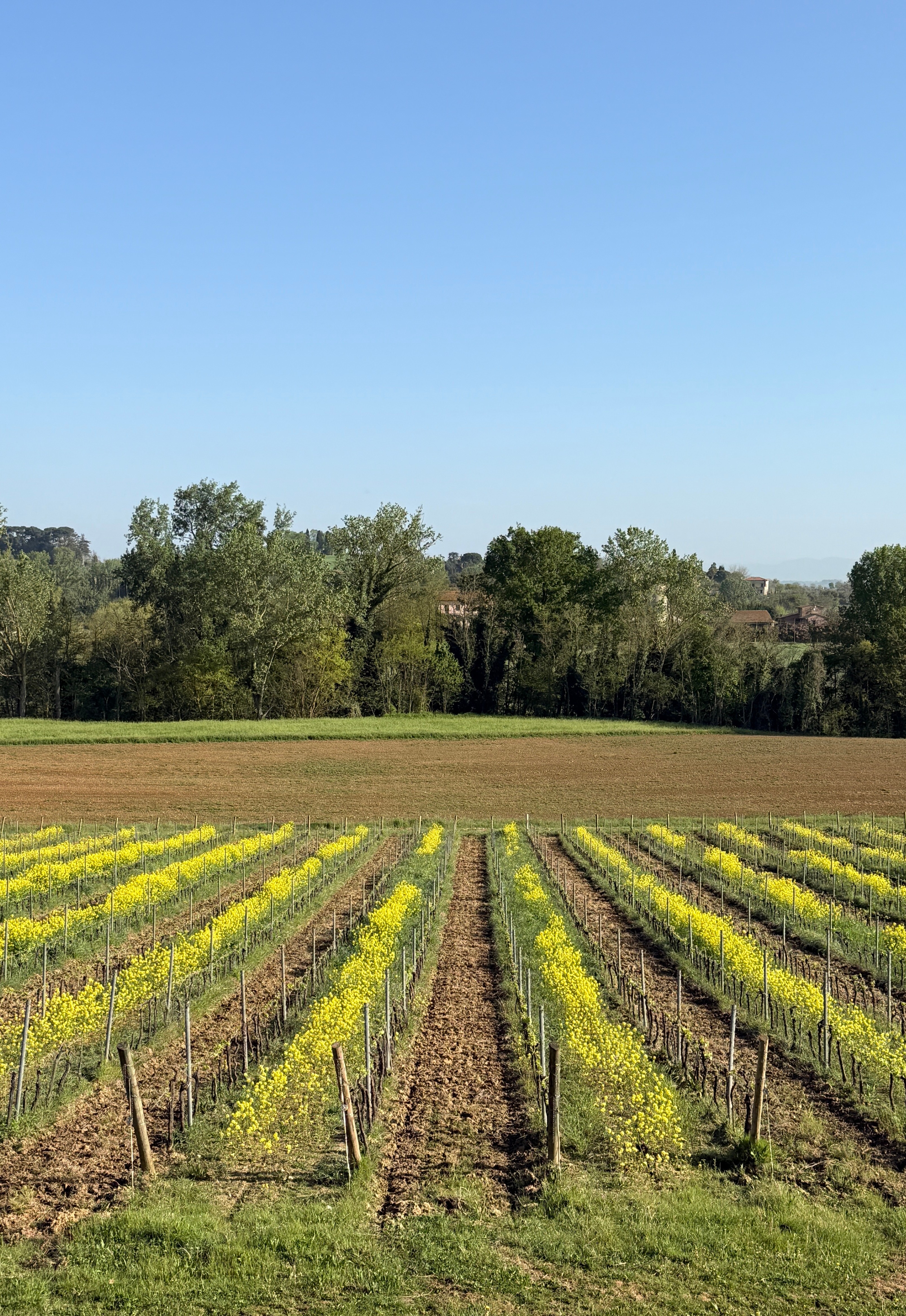 Vineyard with rows of grapevines, green trees in background, clear blue sky, and open field.