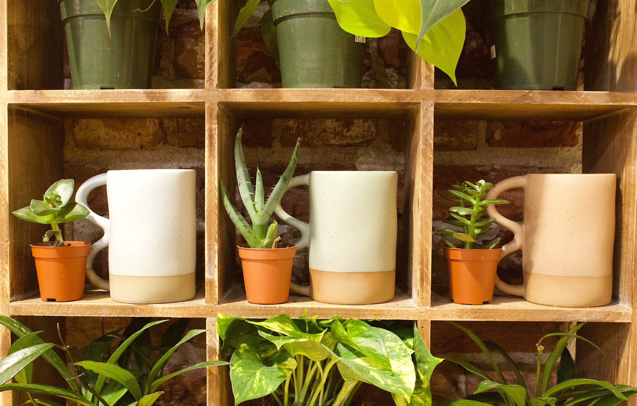 Wooden shelf with small potted plants and ceramic mugs, arranged in individual compartments.