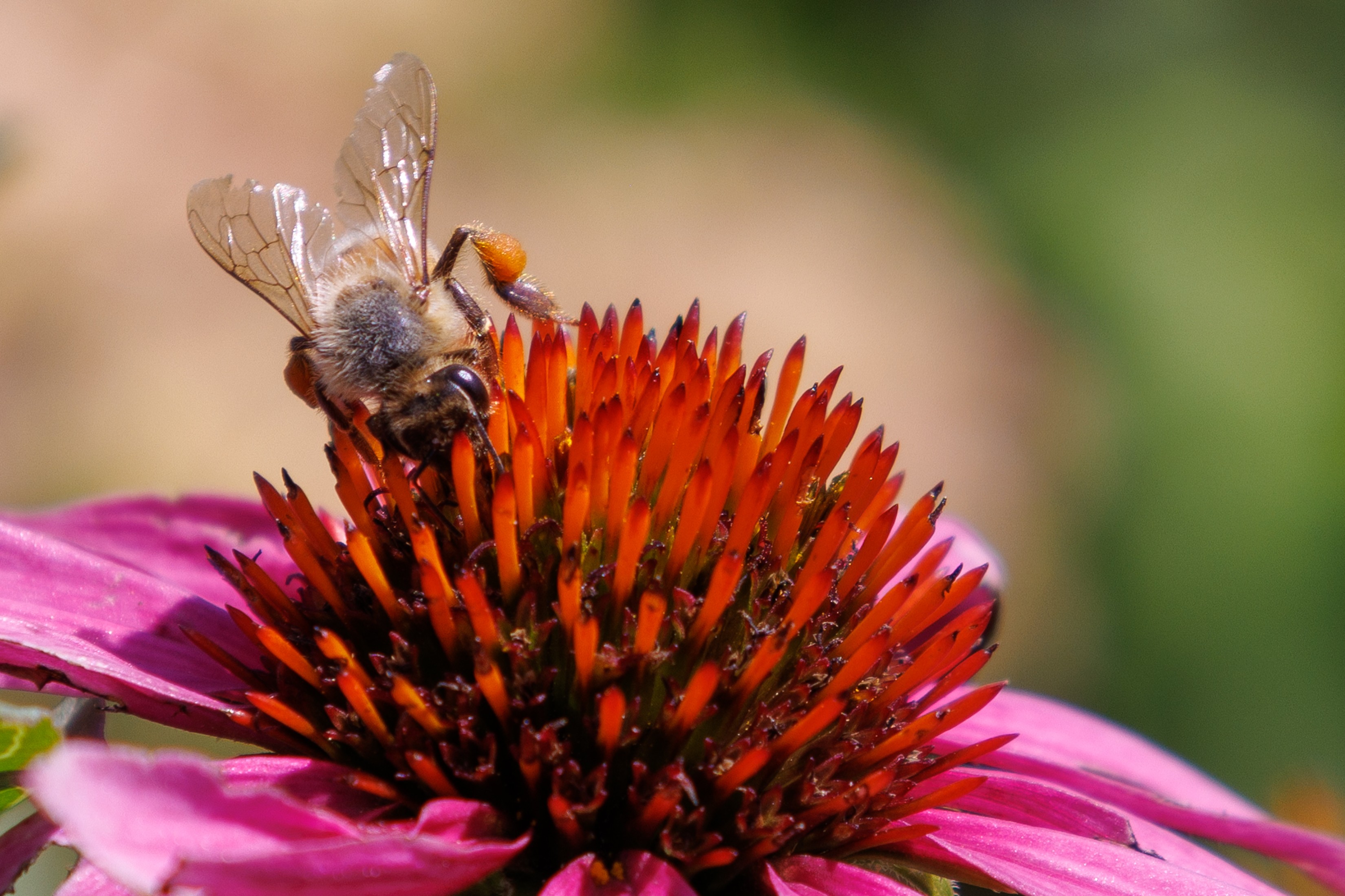 Bee collecting nectar from a pink flower with orange and red center, blurred green background