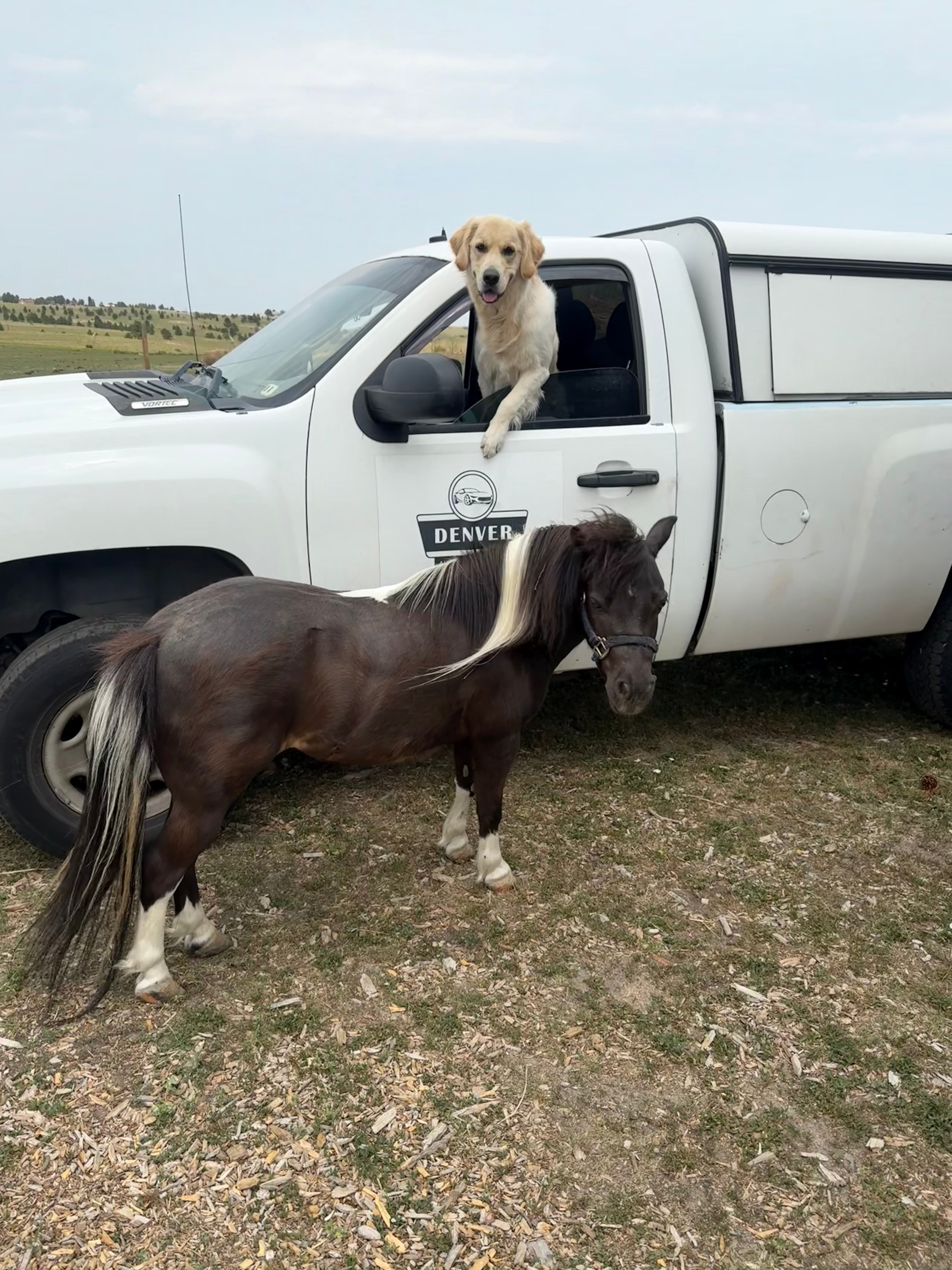 Dog with head out of vehicle window, horse standing nearby on grassy ground, open landscape in background.