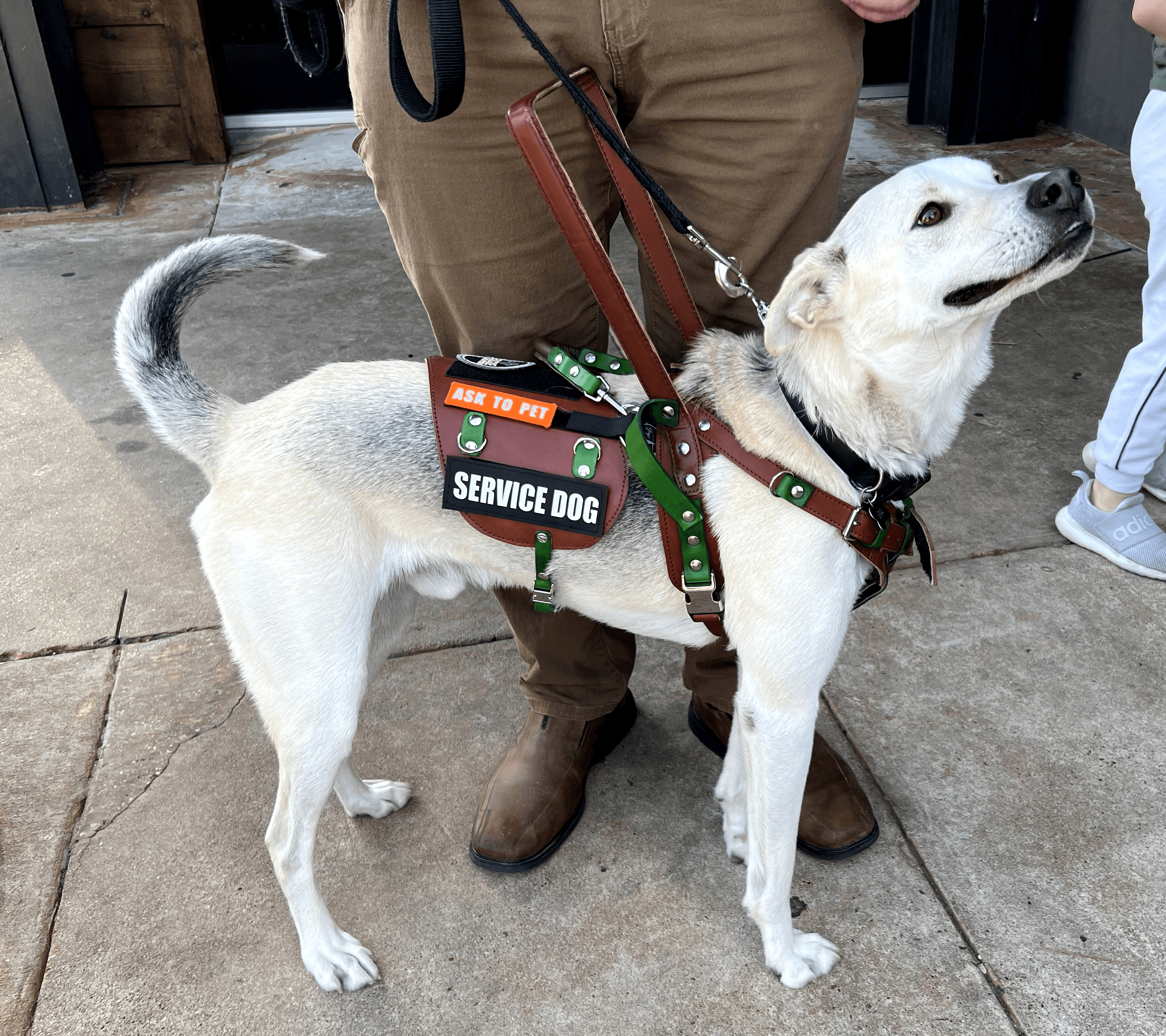 Service dog with harness and badge standing on sidewalk, person holding leash nearby, dog looking upward.