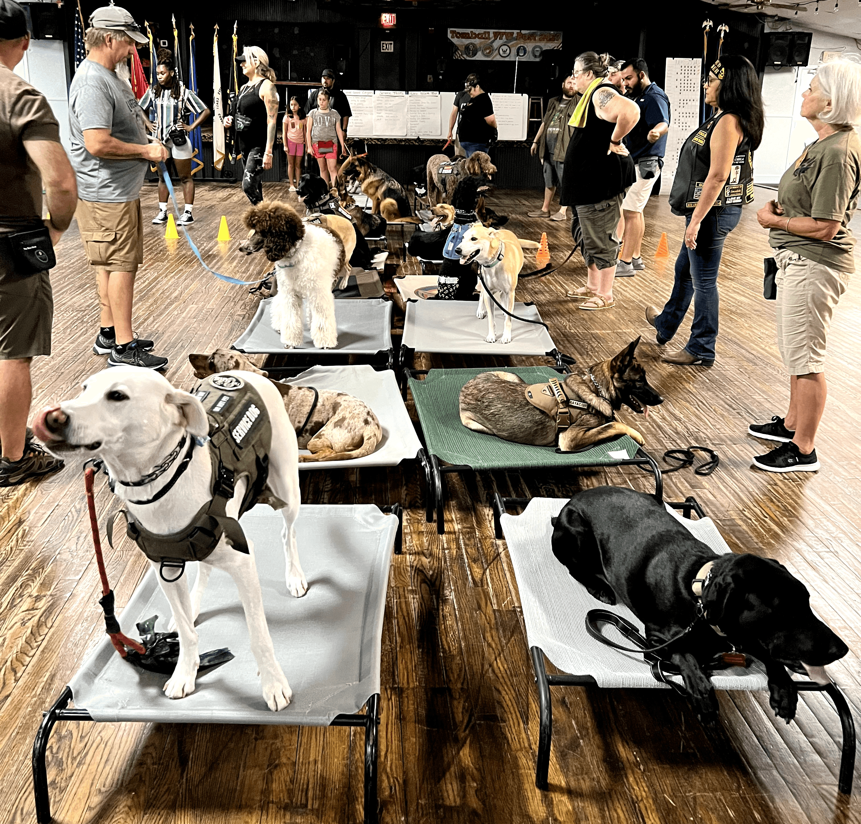 Dogs on tables with people and handlers in an indoor event space, some dogs wearing vests, others resting or lying down.