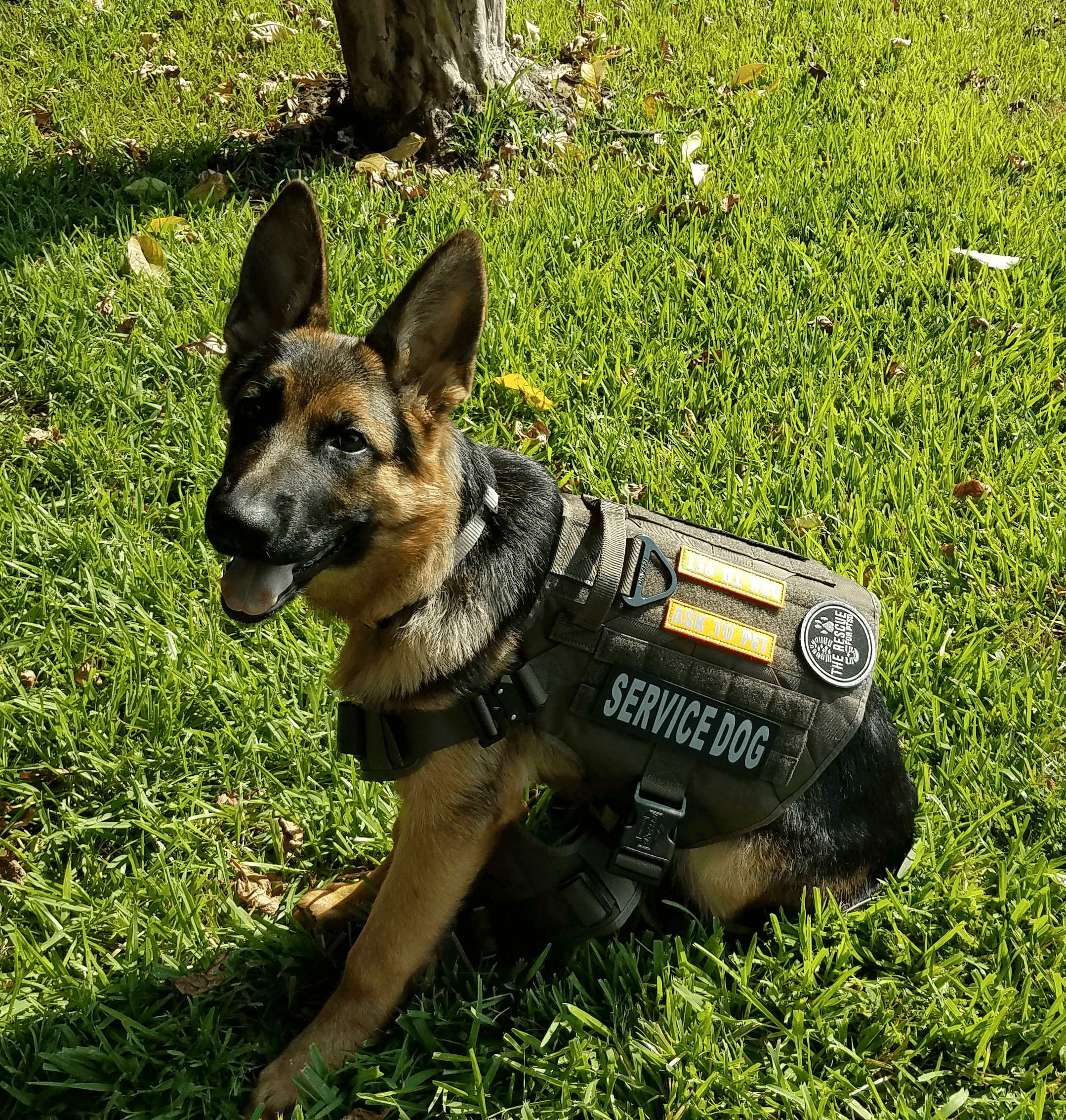 German Shepherd wearing a vest labeled 'SERVICE DOG' sitting on grass with a tree in the background.