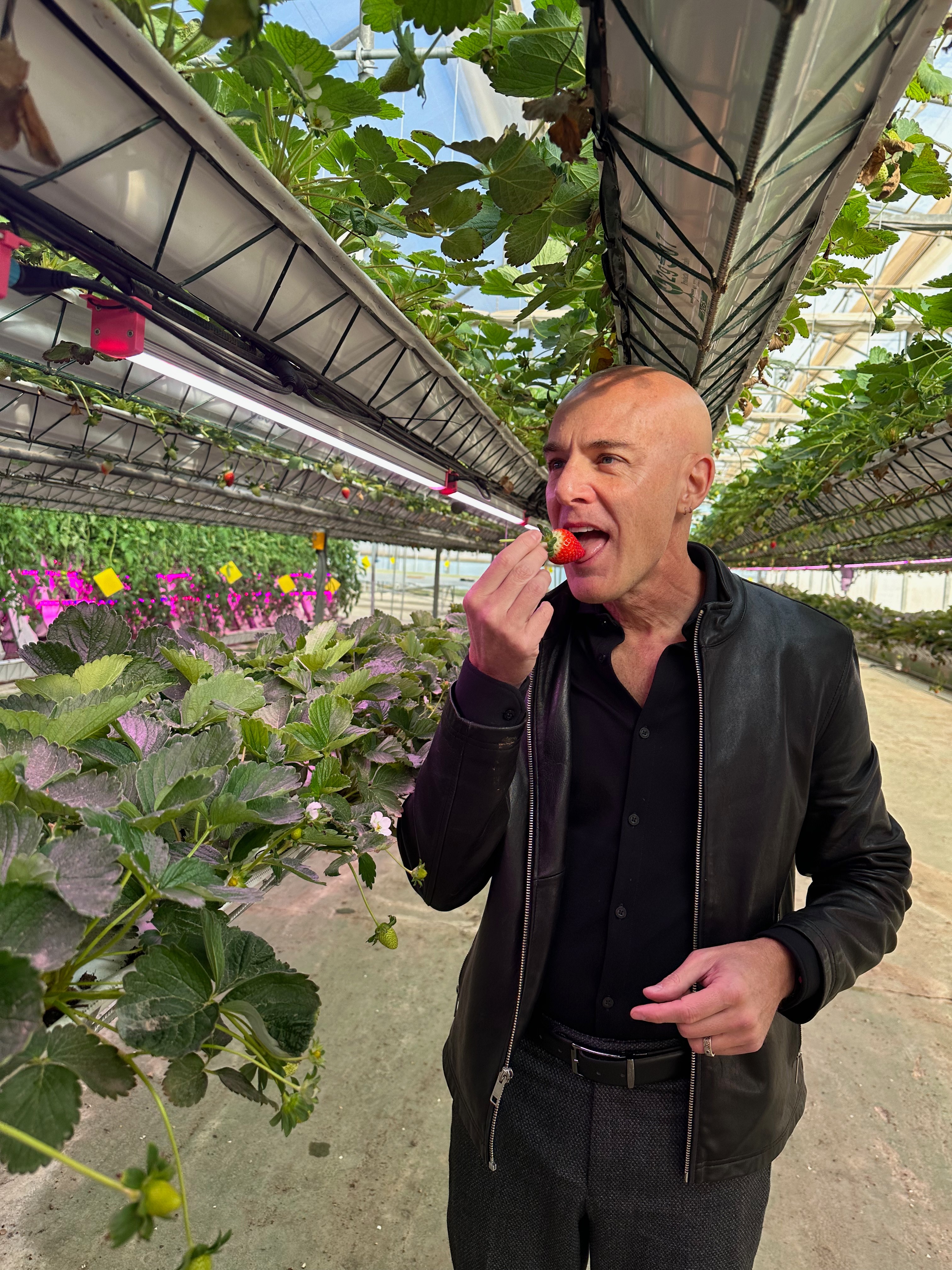Man in black jacket eating a strawberry in a greenhouse with plants and flowers around.