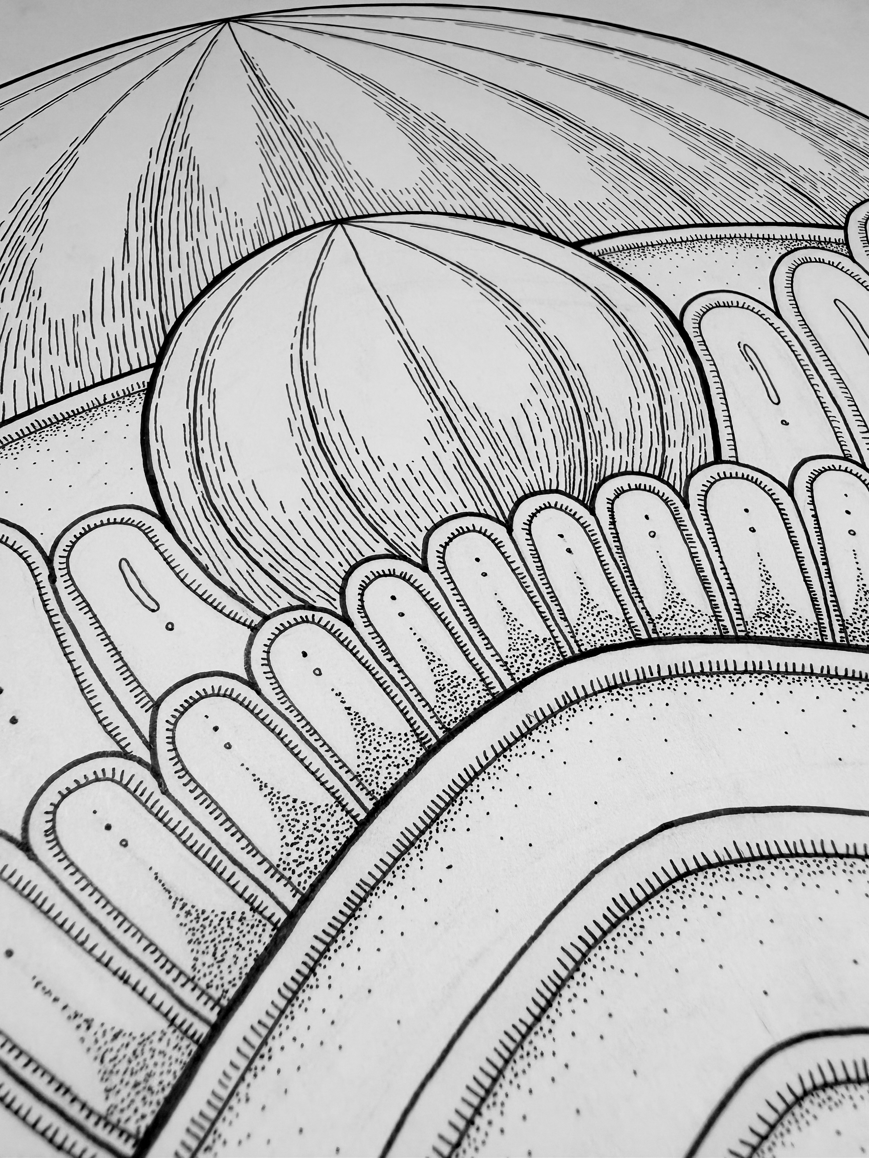 Close-up of a detailed line drawing of a fruit, showing a round fruit, seeds, and textured surface.