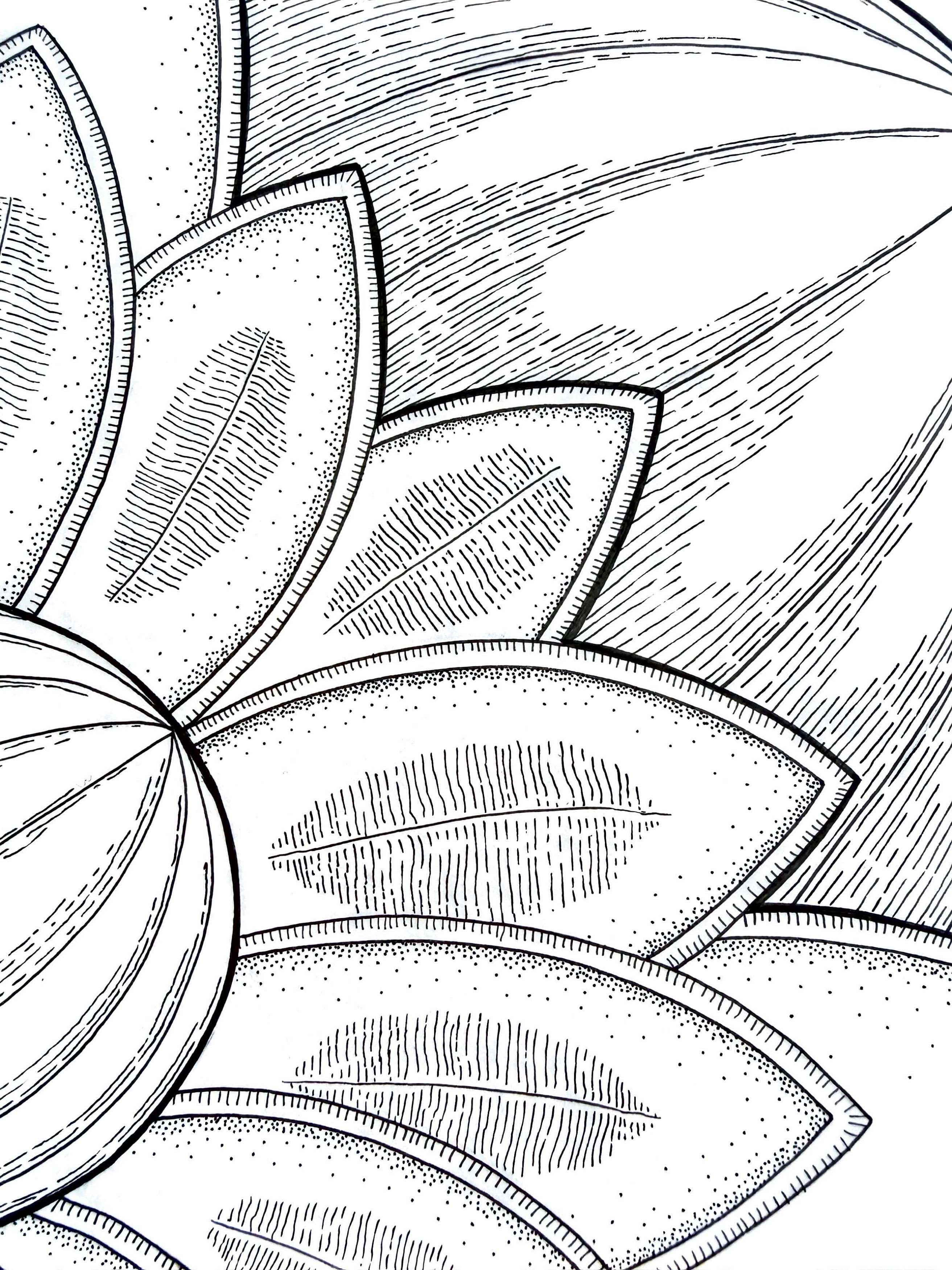 Close-up of a detailed line drawing of a flower with multiple petals, some overlapping, with textured shading.