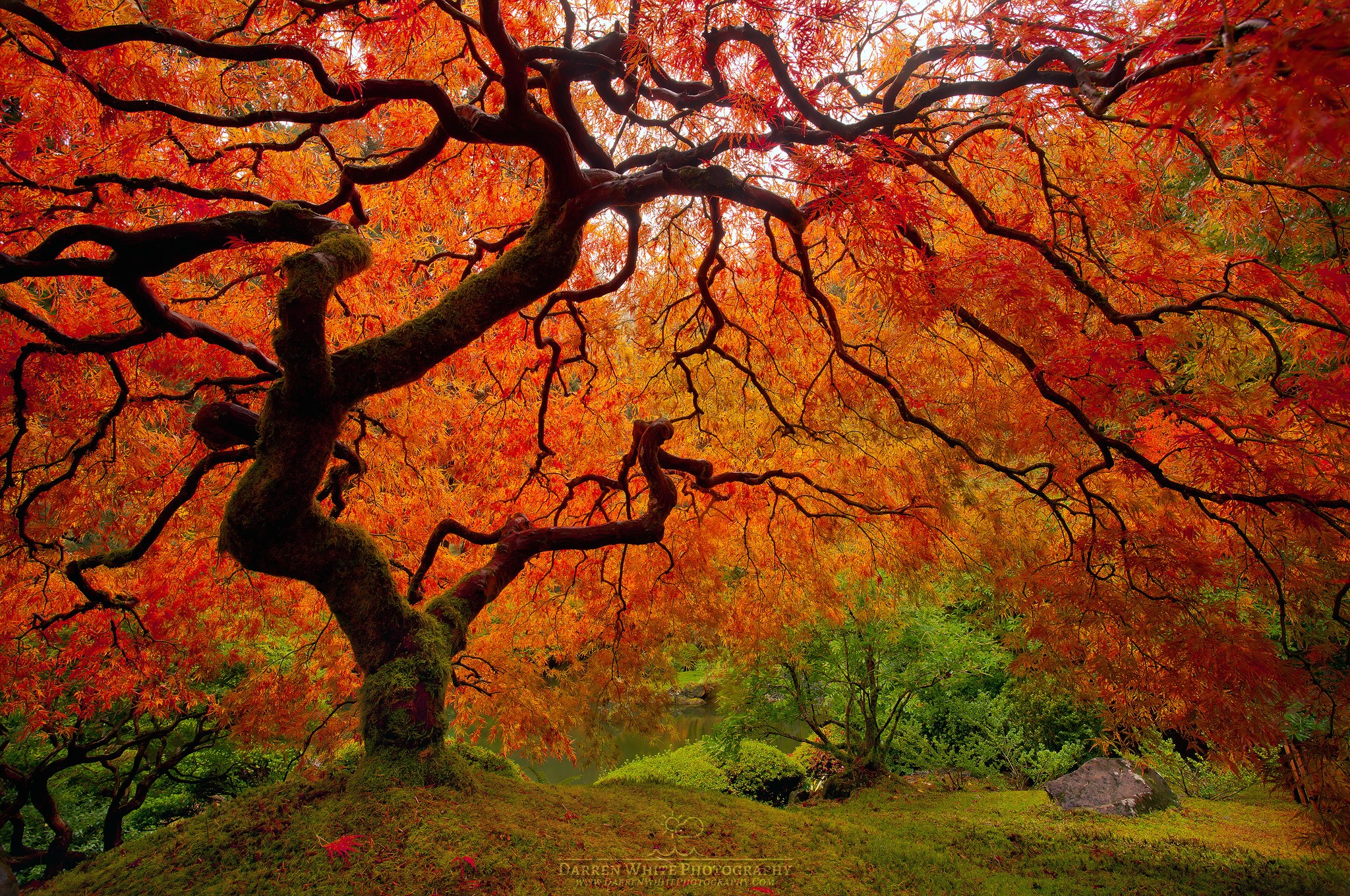 Tree with twisted branches and colorful autumn leaves, green grass and rocks in the background.