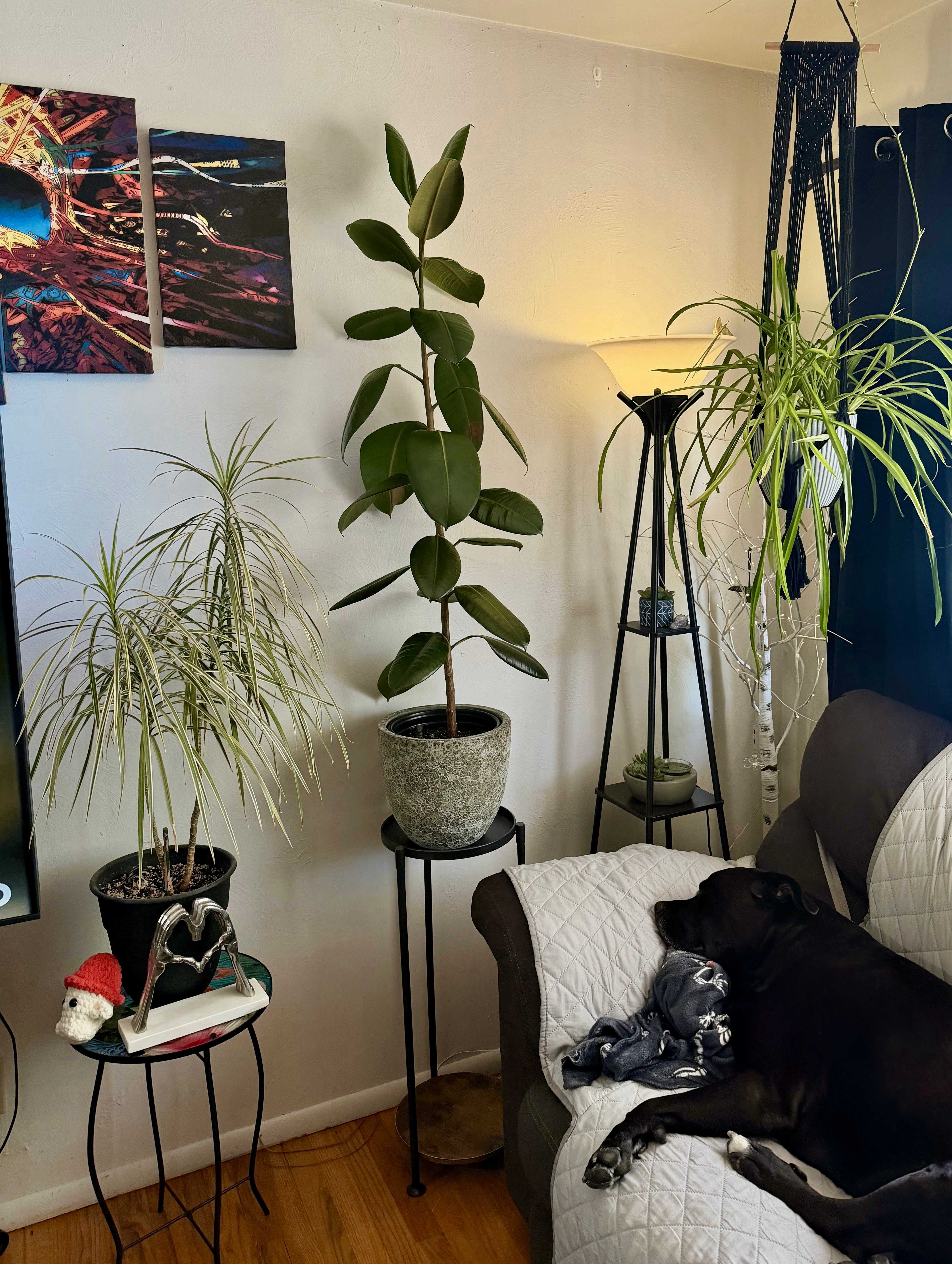 Living room corner with potted plants, a lamp, and a dog lying on a sofa, with wall art and hardwood floor.