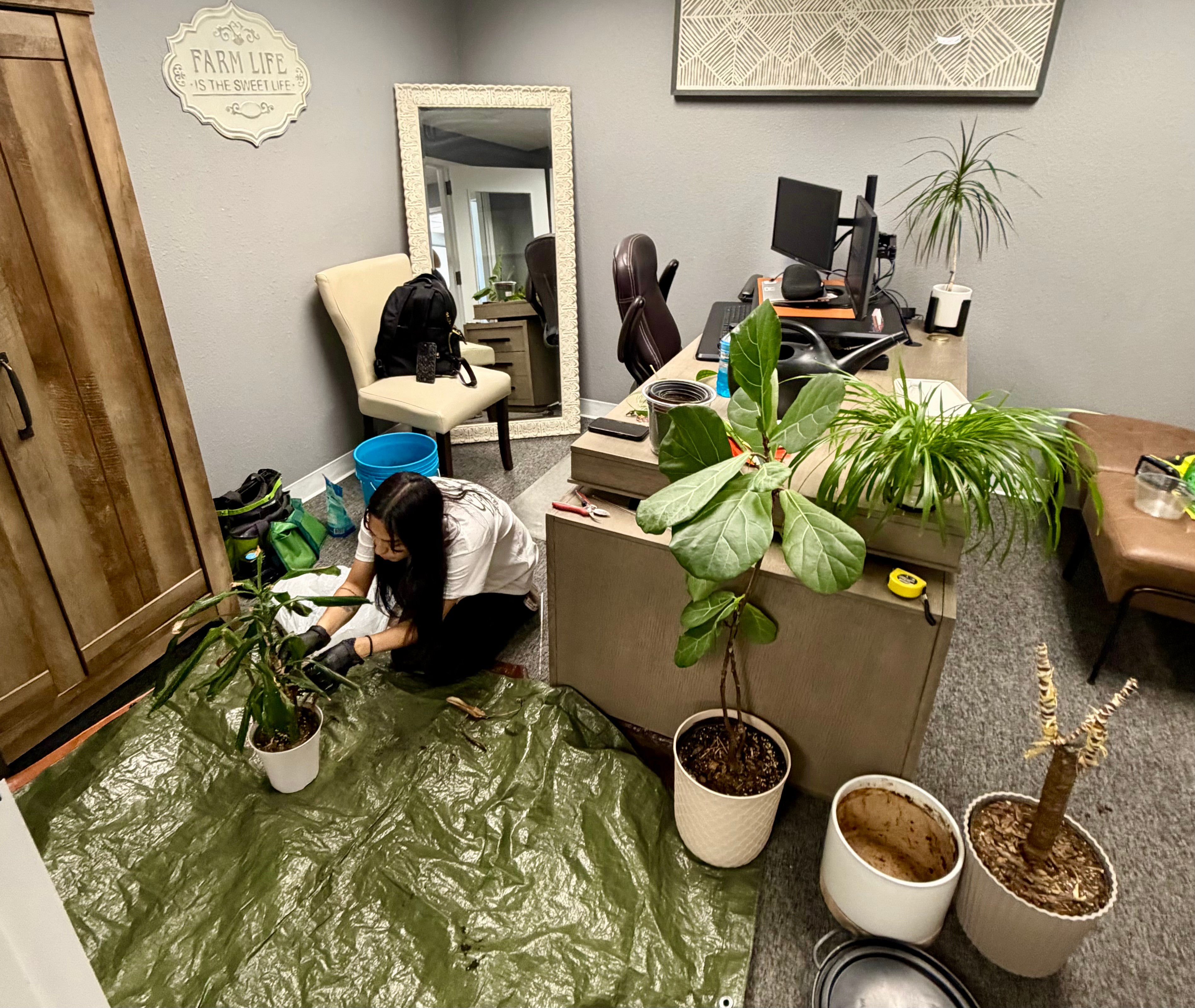 Two people tending to potted plants in an office with desks, chairs, and a mirror, with a green tarp on the floor.