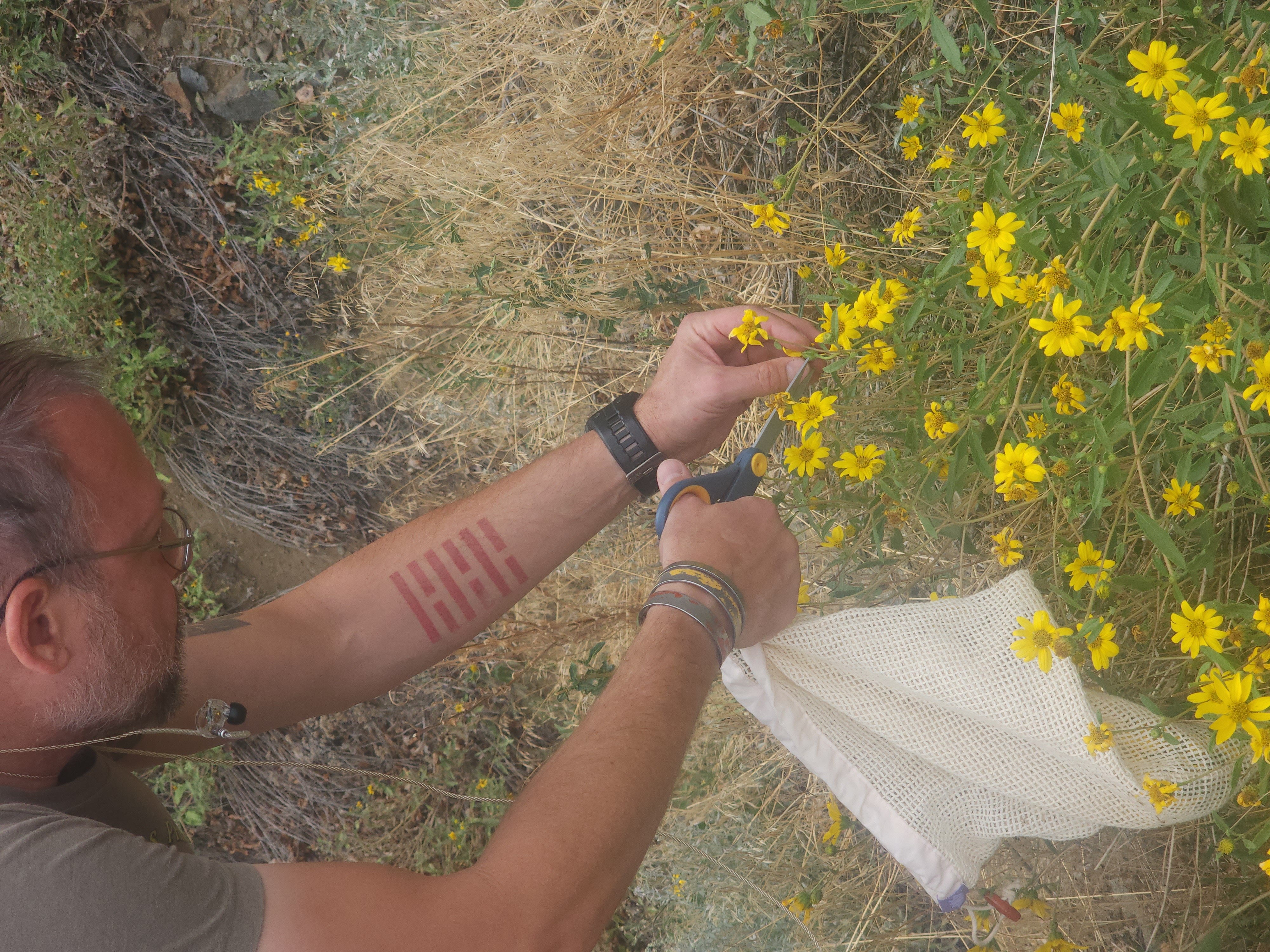Person with tattoos on arm holding yellow flowers in a garden, wearing bracelets and a watch, with a white cloth nearby.