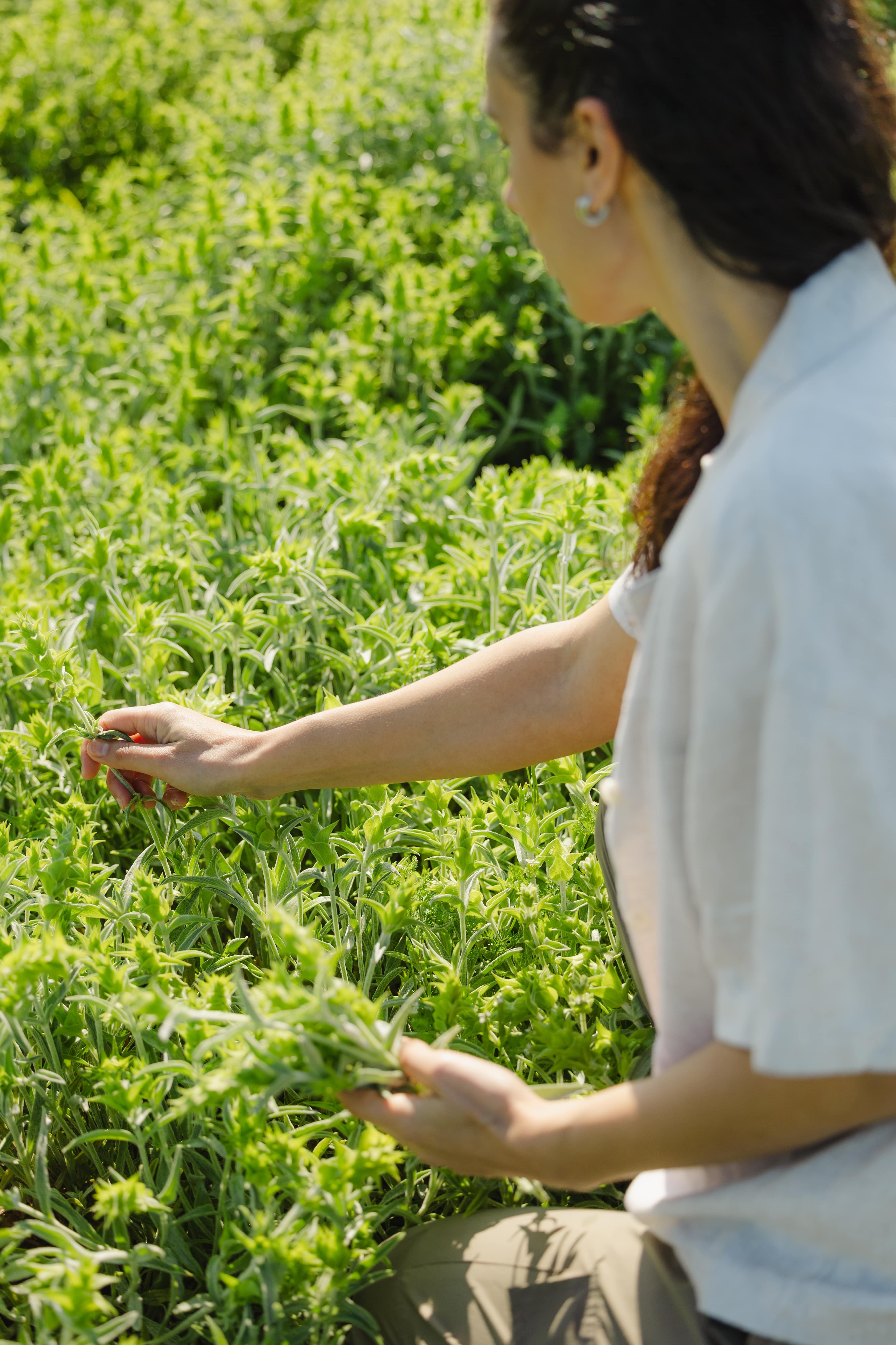 Woman in white shirt touching green plants outdoors, side view, sunlight, lush foliage