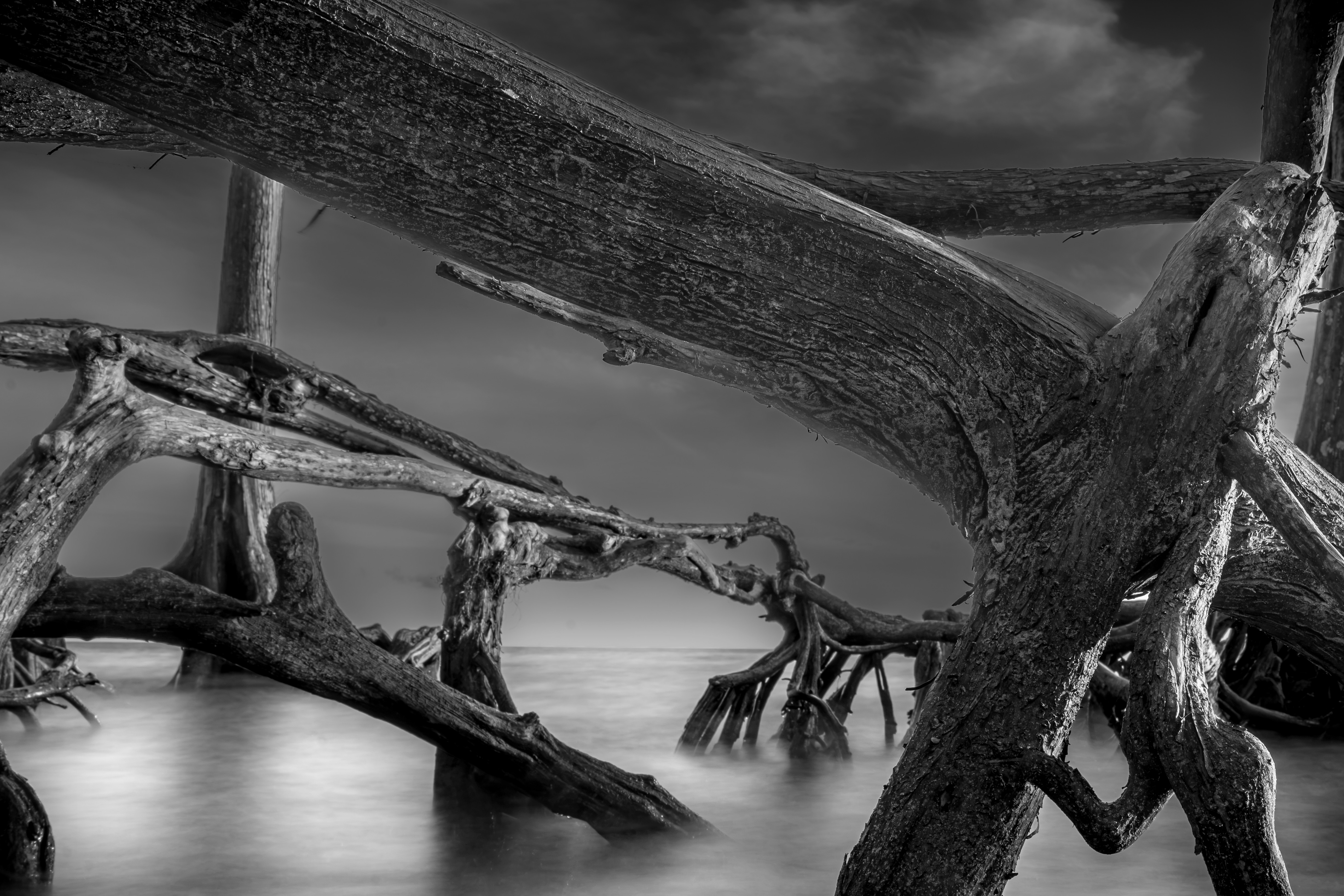 Black and white photo of large, weathered tree roots extending over water with a cloudy sky in the background.