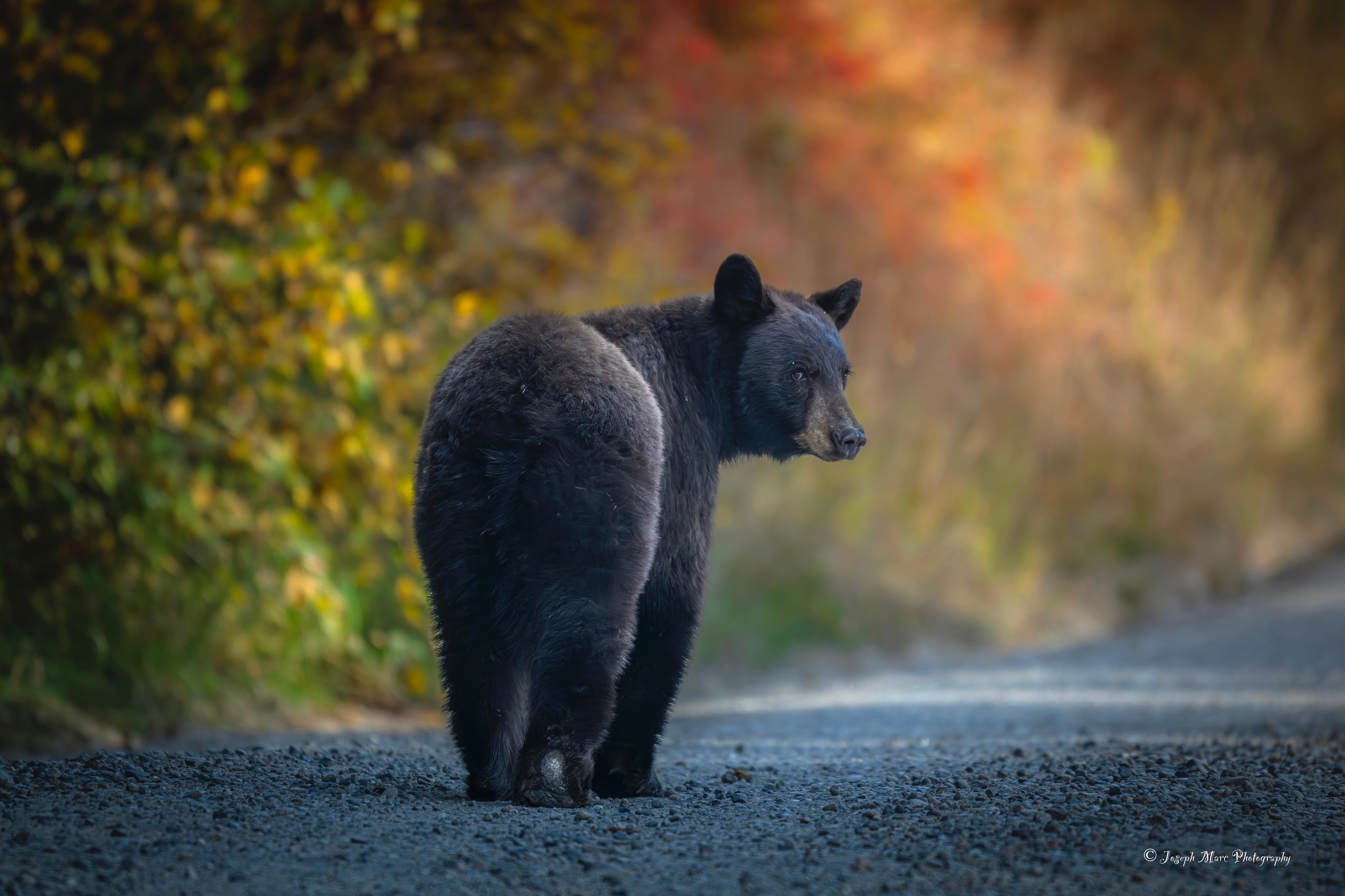 Black bear walking on a dirt path with colorful autumn foliage in the background.