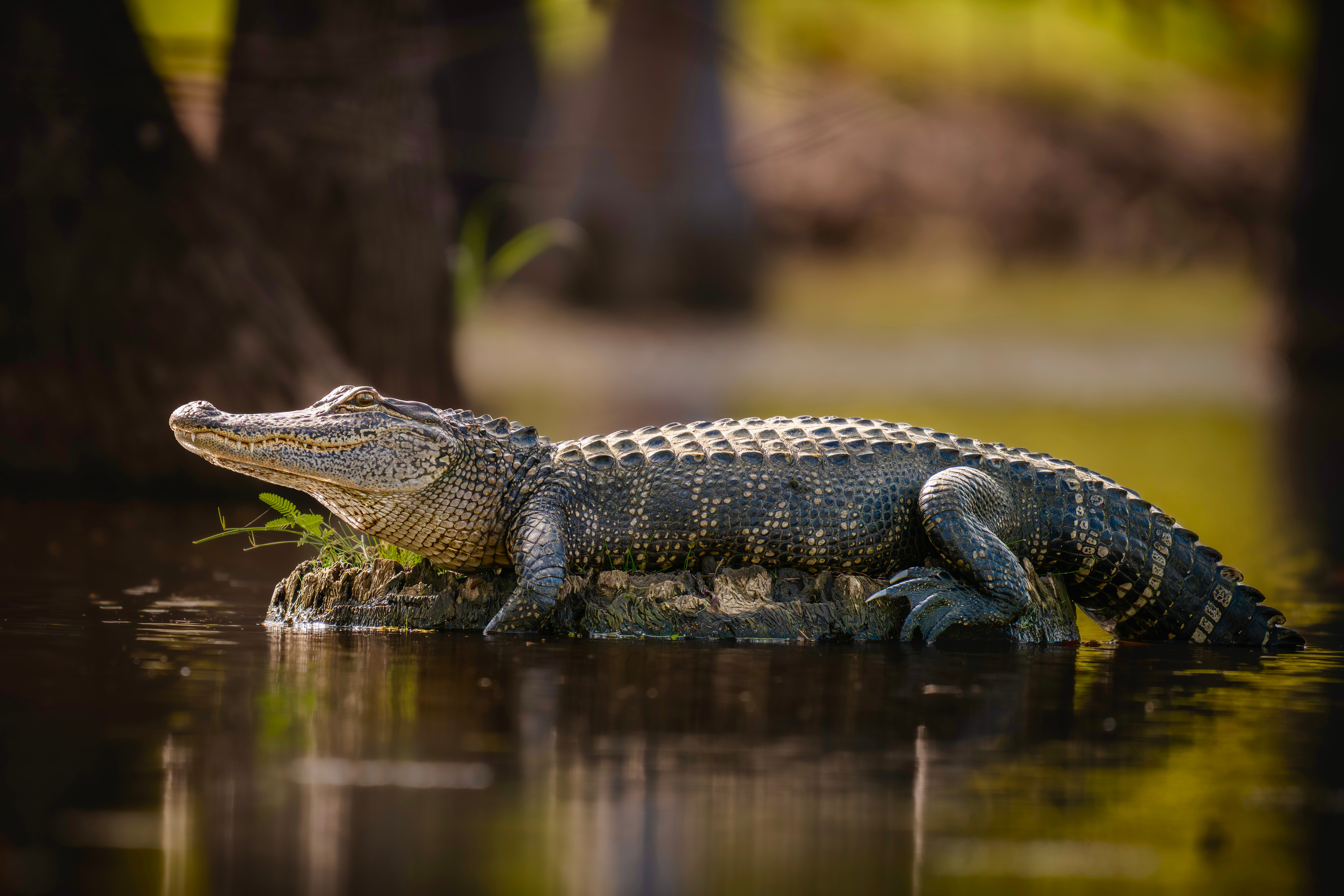 Crocodile resting on water surface with trees in background