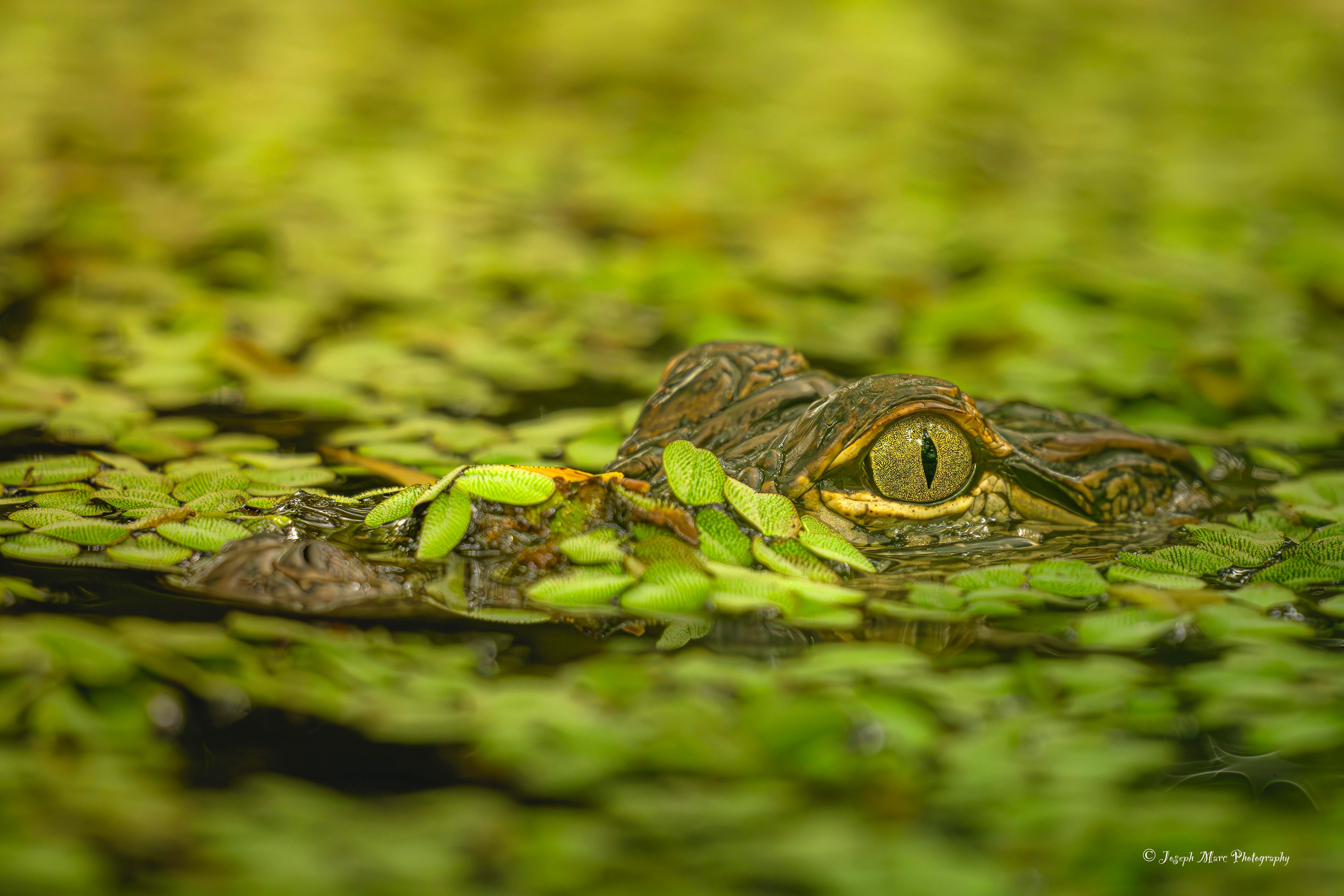Close-up of a crocodile partially submerged in water with green floating plants, showing its eye and part of its head.