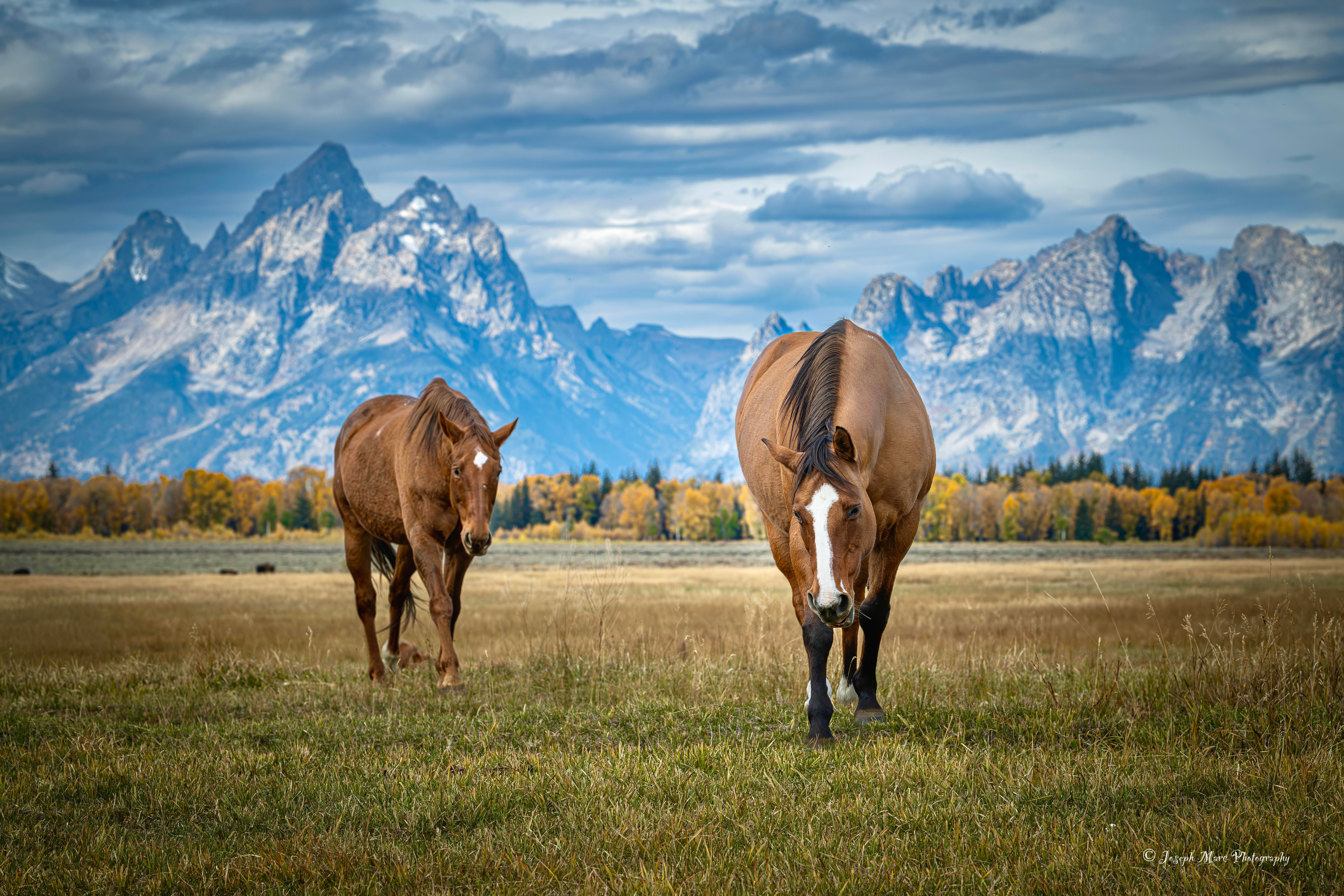 Two horses grazing in a field with mountains and cloudy sky in the background.