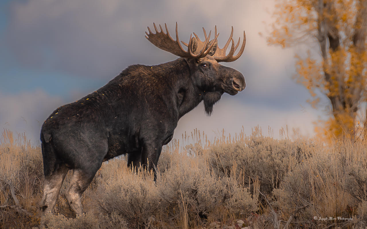 Moose standing in a grassy field with trees and cloudy sky in the background.