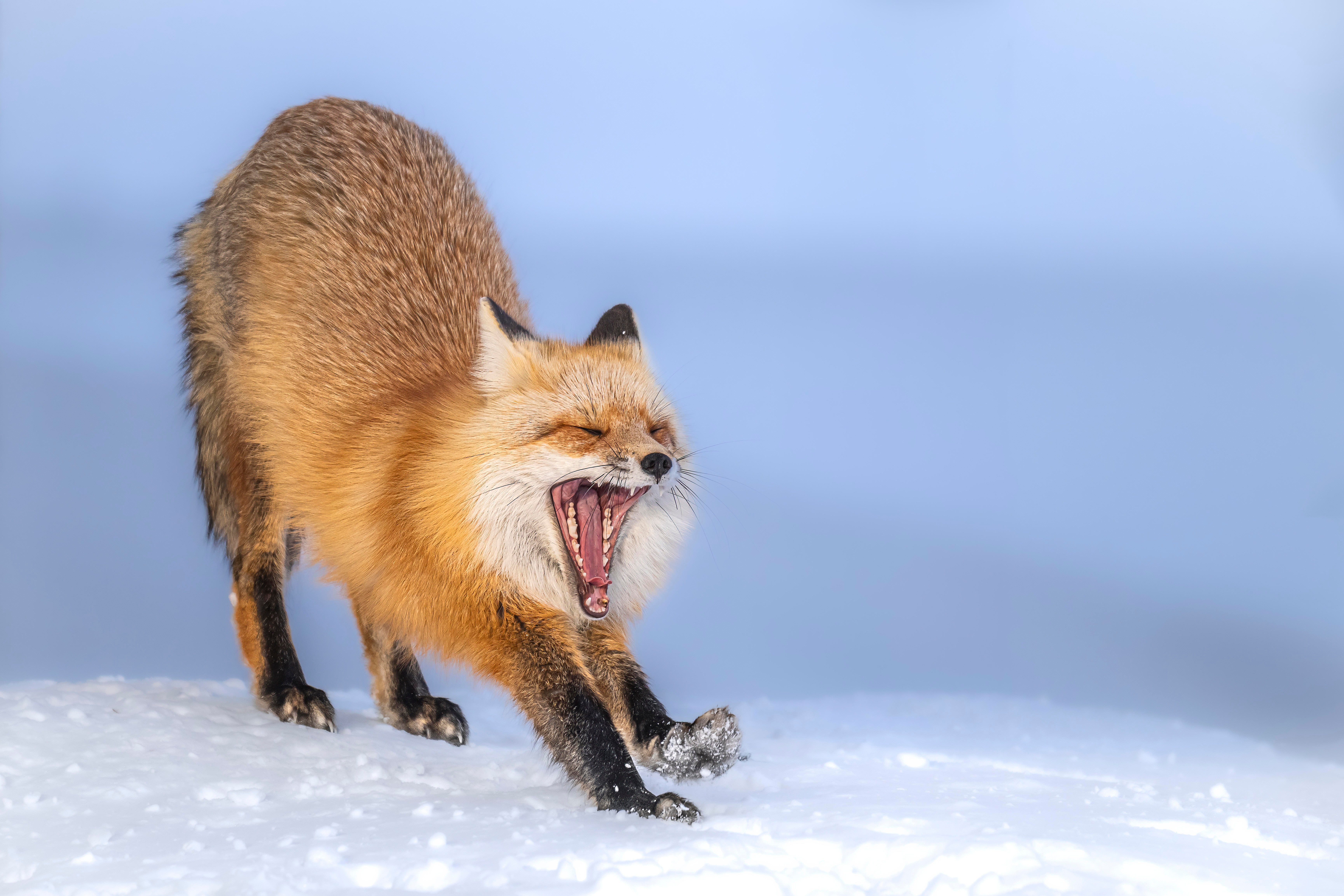 A fox with its mouth open, appearing to yawn or bark, walking on snow with a blue sky background.