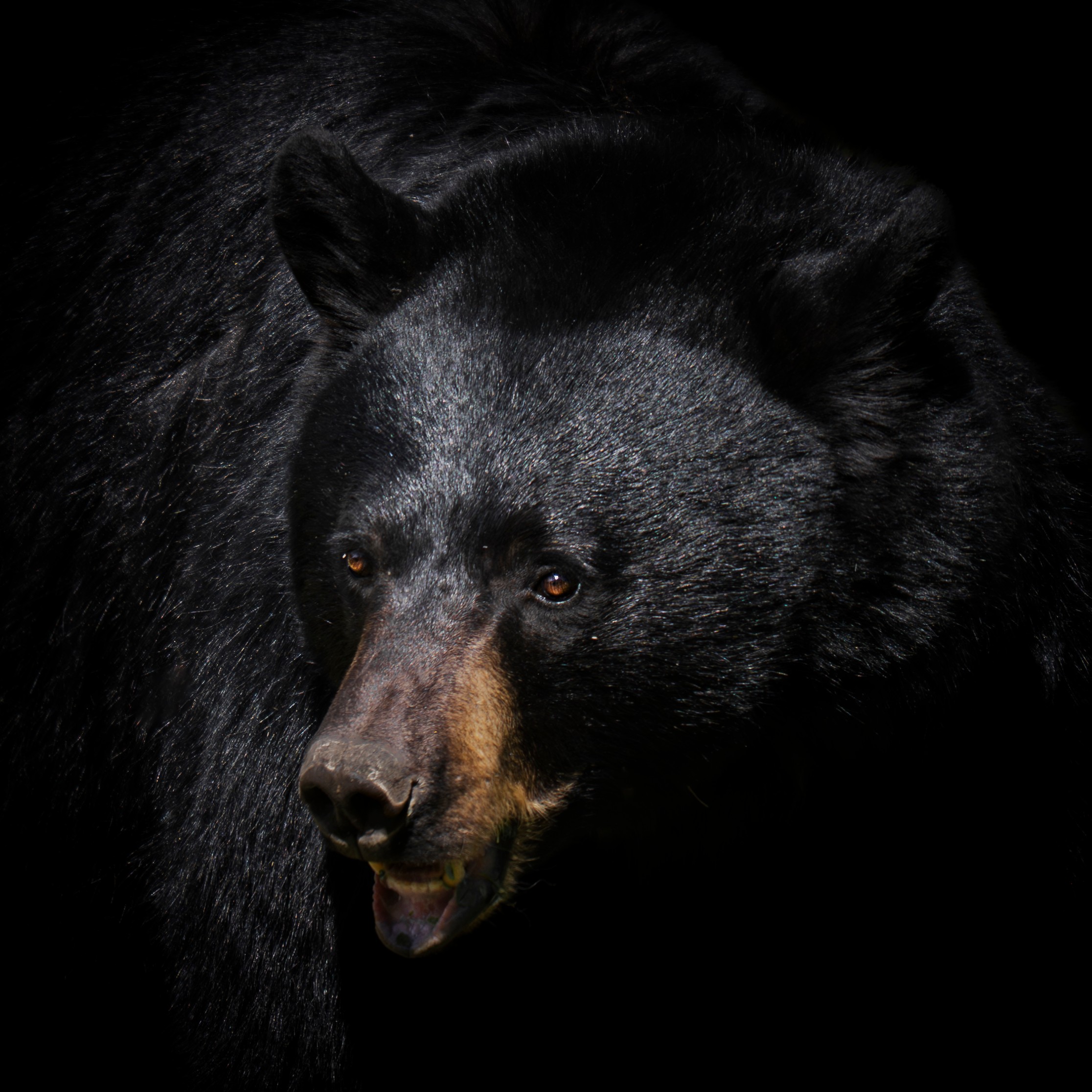 Black bear with dark fur and brown face, looking downward, against a black background.