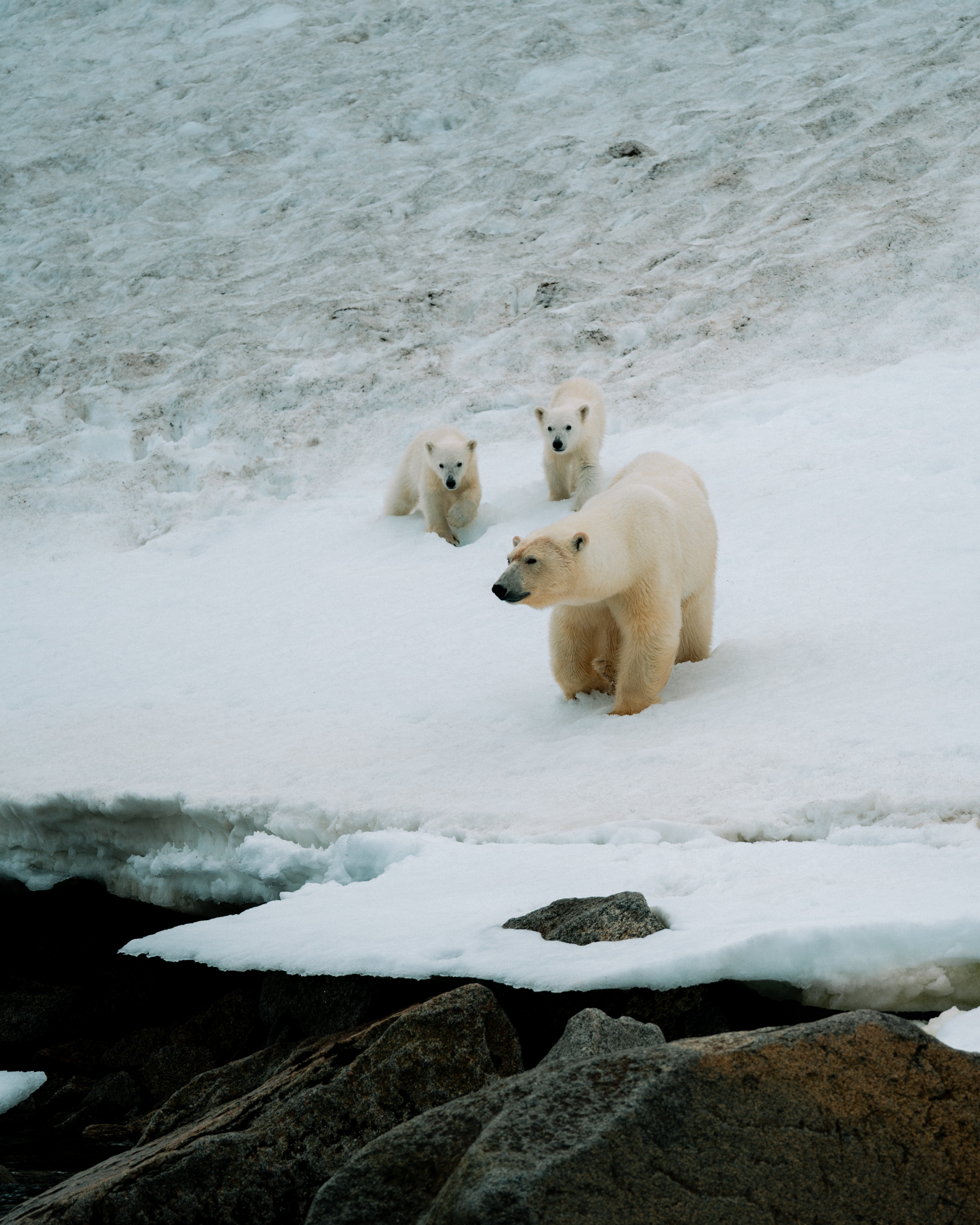 Three polar bears on snow and ice, with rocks in the foreground, in a cold environment.