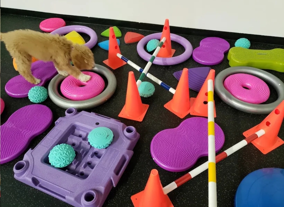 Small dog playing with colorful dog toys, cones, and obstacles on a black surface, with a white wall in the background.