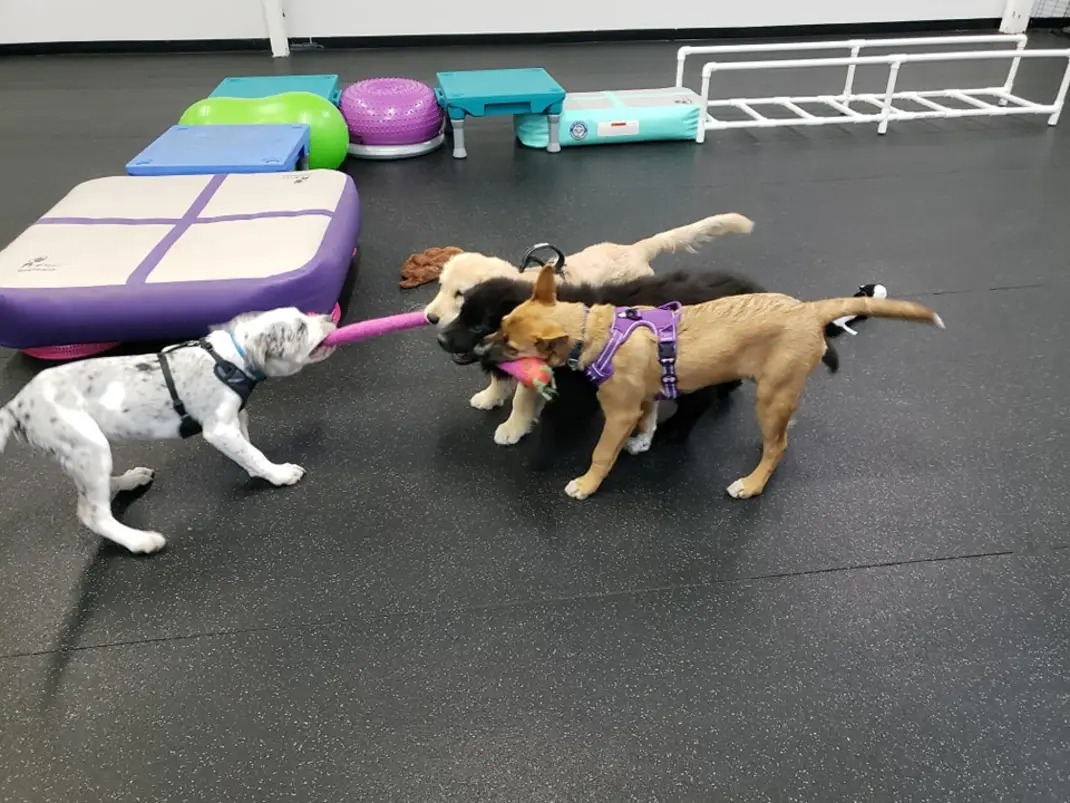 Three puppies playing tug-of-war with a pink toy on a black floor, with colorful equipment in the background.