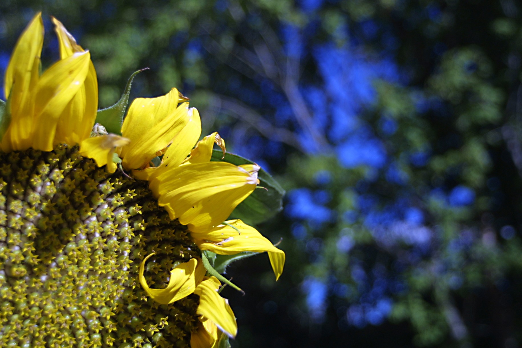 Close-up of a sunflower with yellow petals and a textured center, against a blurred blue and green background.