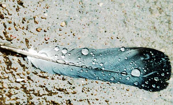 Blue feather with water droplets on a textured surface, viewed from above.