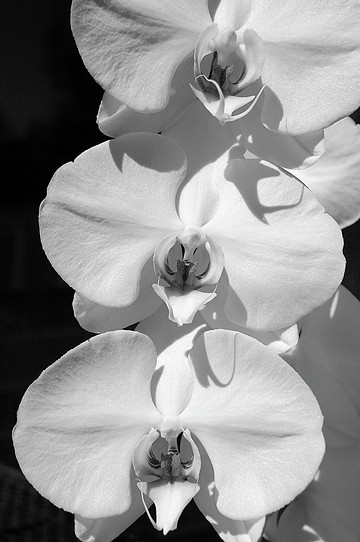 Close-up of three white orchid flowers with detailed petals and central structures, black background, high contrast.