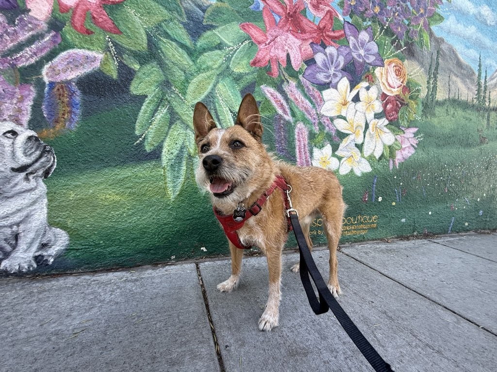 Small dog with a red harness standing on sidewalk in front of a colorful floral mural.