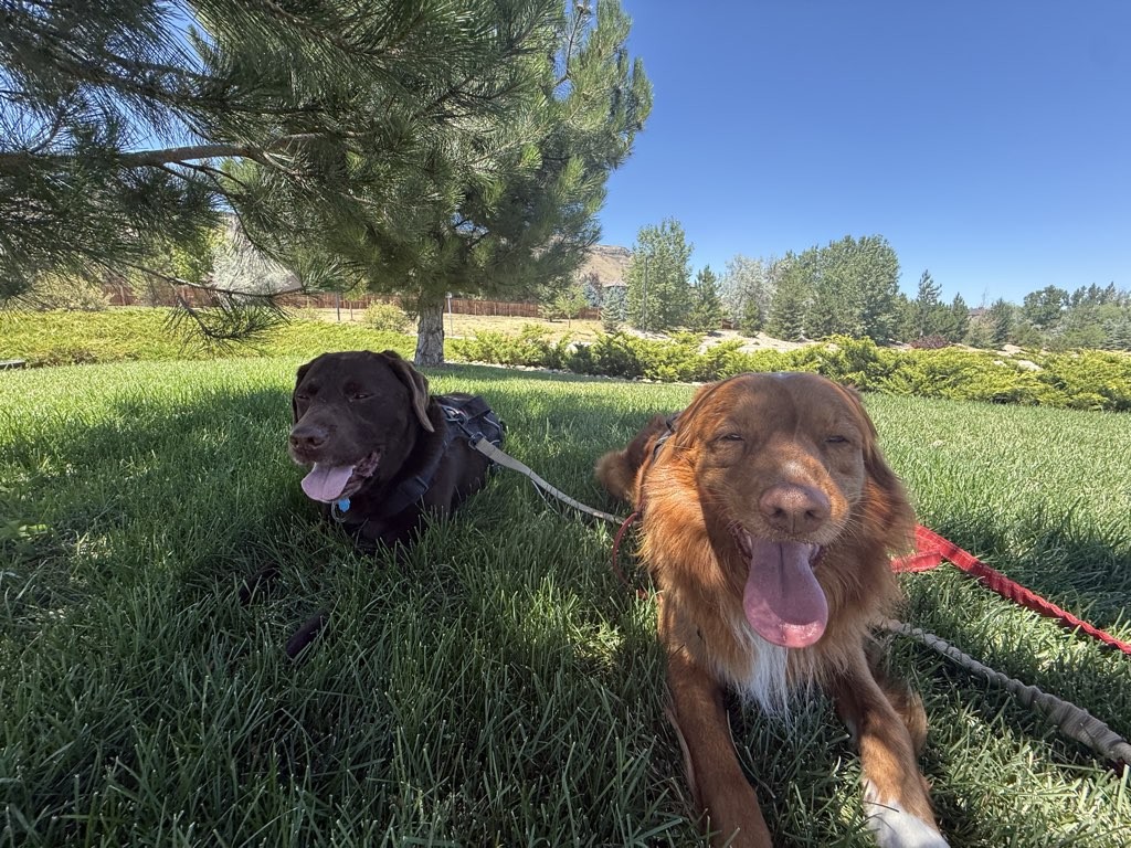 Two dogs lying on grass in a park with trees and blue sky in the background.