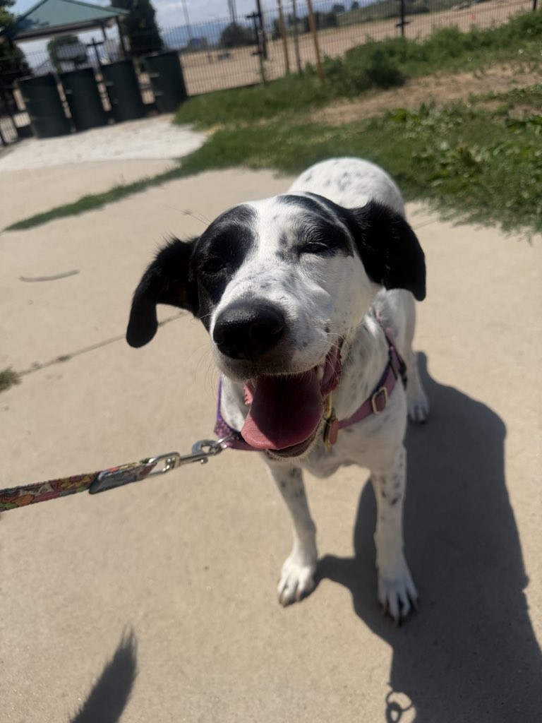 Smiling black and white dog standing on a sandy path outdoors, with grass and a fence in the background.