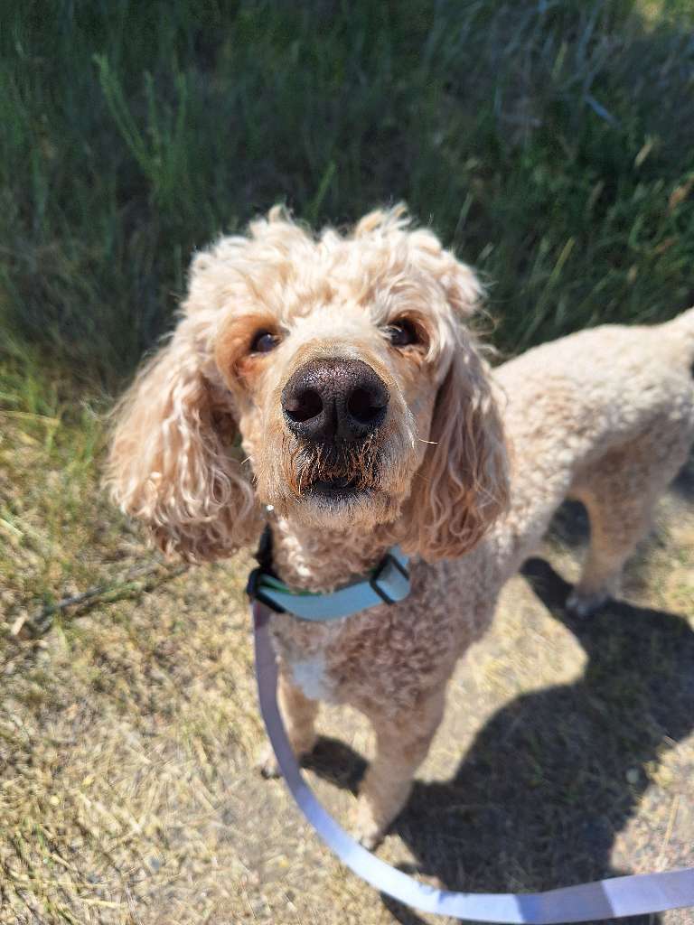 Dog with curly fur and floppy ears outdoors, looking up at the camera, with grass and dirt background.