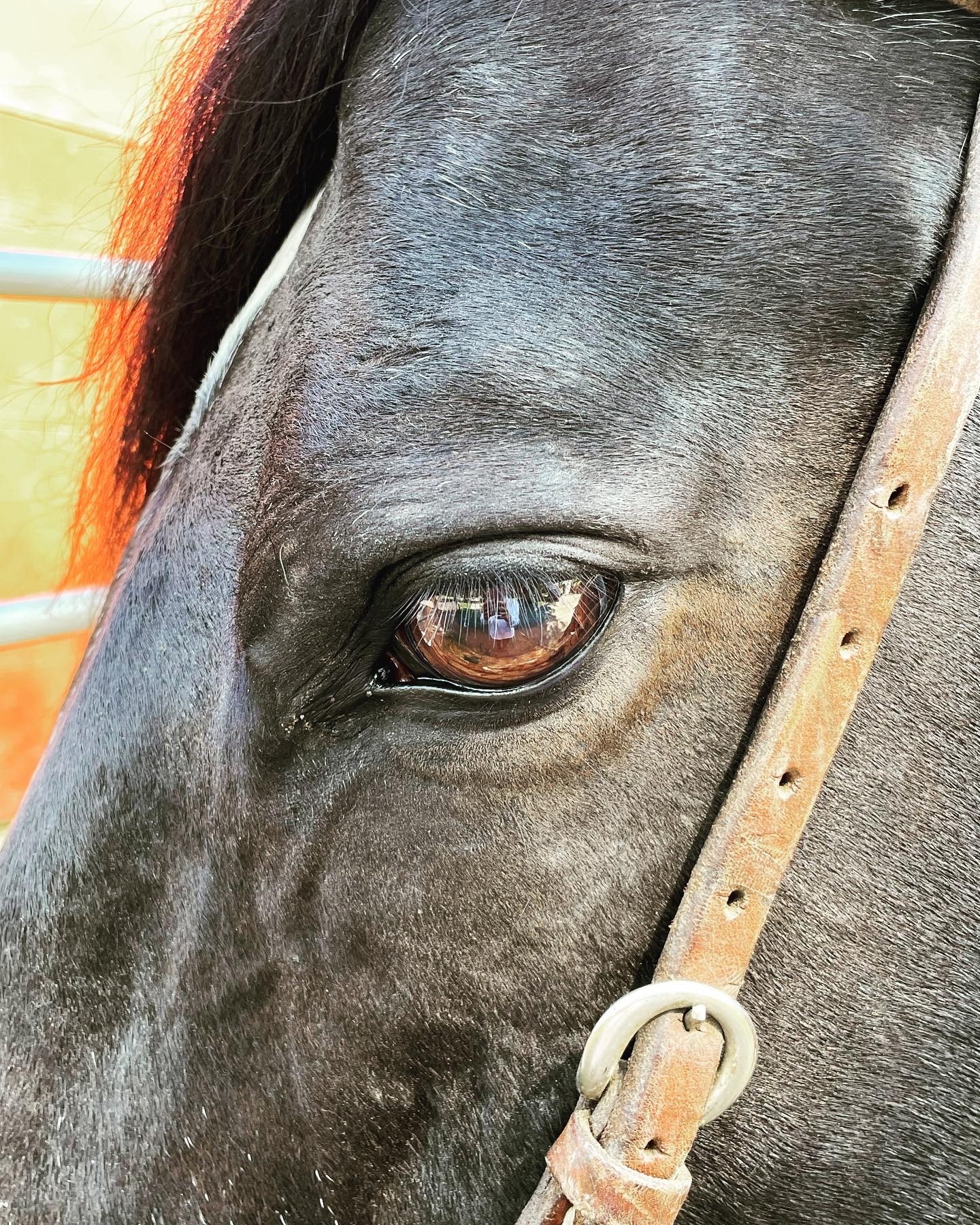 Close-up of a black horse's eye and part of its face with a leather bridle, showing reflections in the eye.