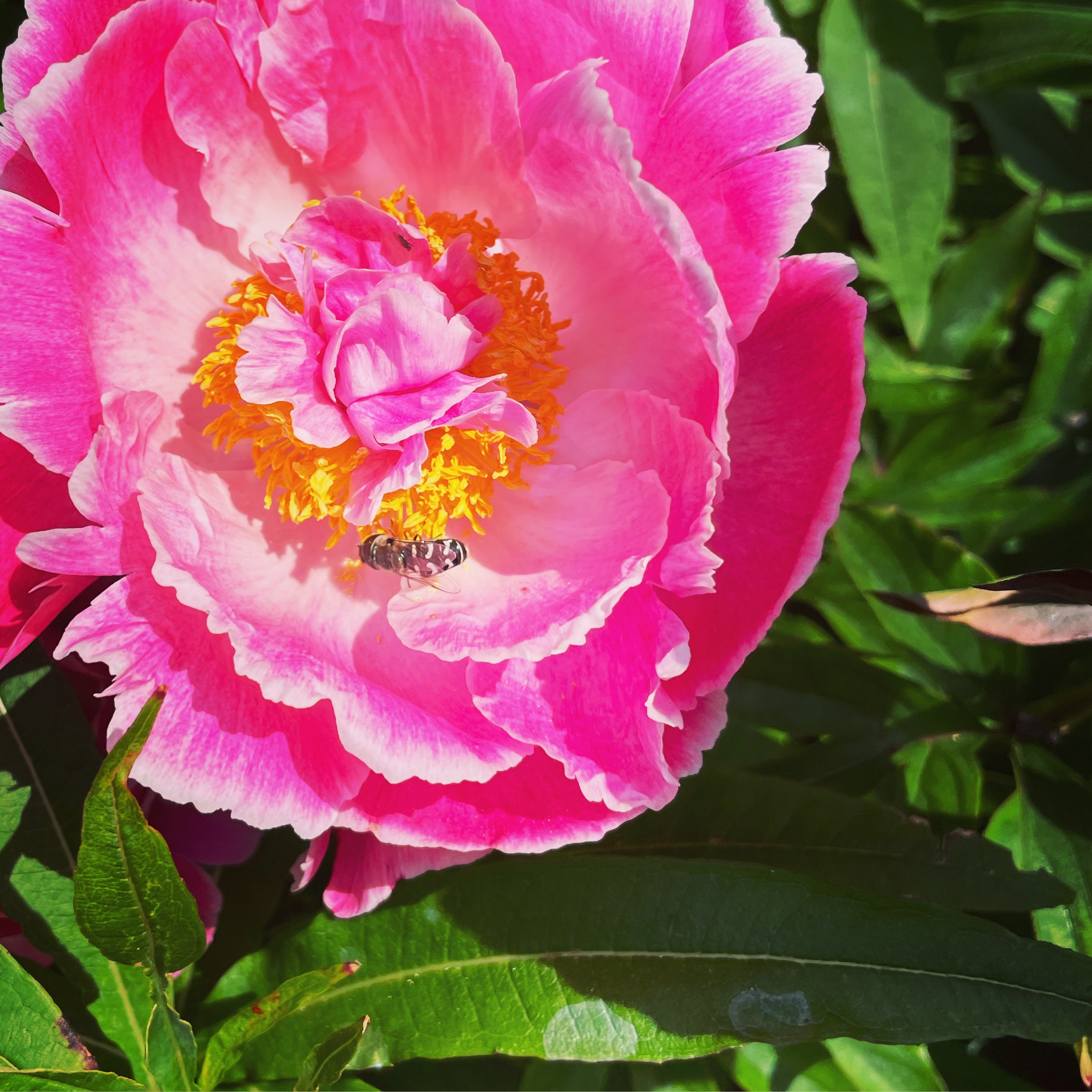 Pink peony flower with a bee on its yellow center, surrounded by green leaves.