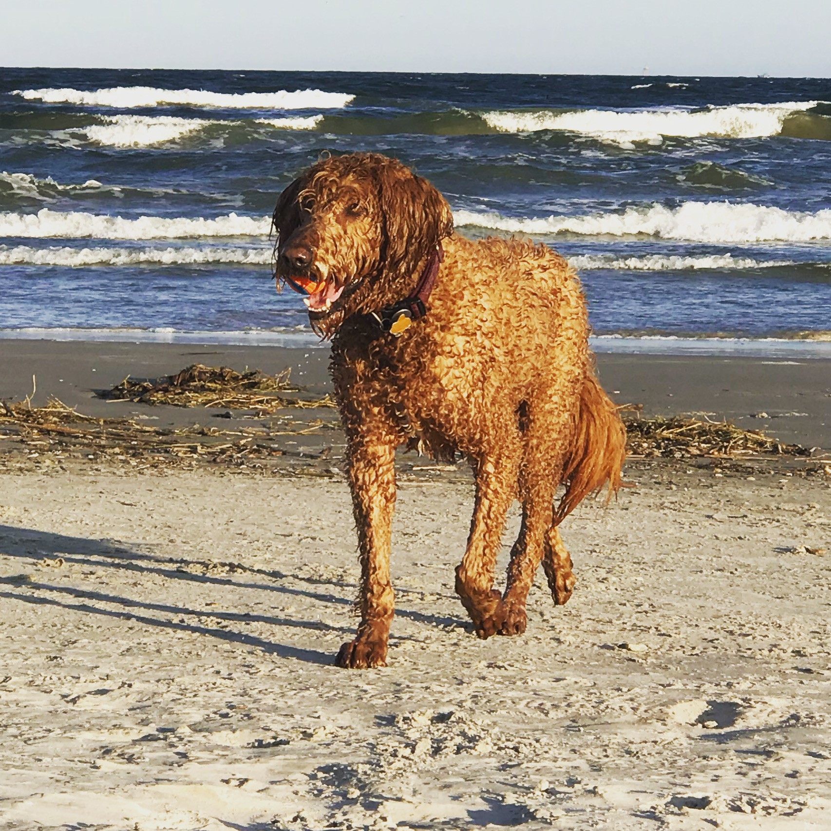 Dog walking on sandy beach with ocean waves in background, sunny day, curly brown fur, tail slightly raised, mouth open.