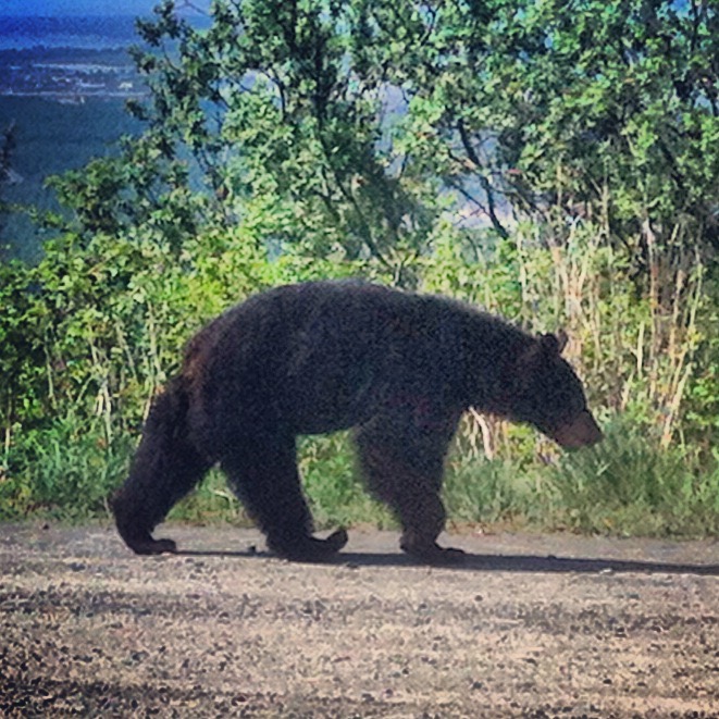 A black bear walking on a dirt path with green trees and bushes in the background.