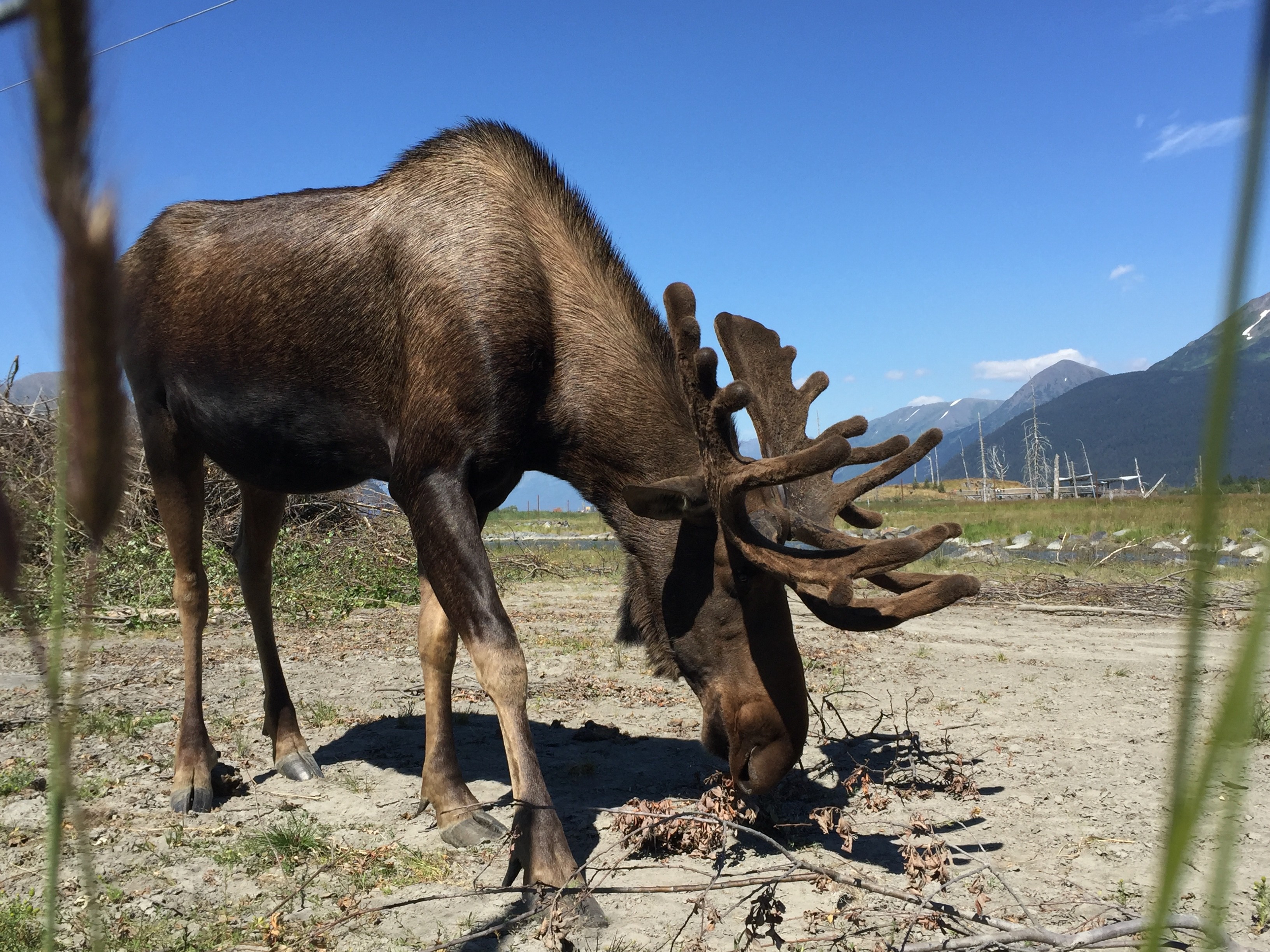 Moose grazing on ground with mountains and blue sky in background.
