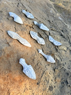 Multiple small, light-colored seashells scattered on a sandy, rocky surface outdoors.