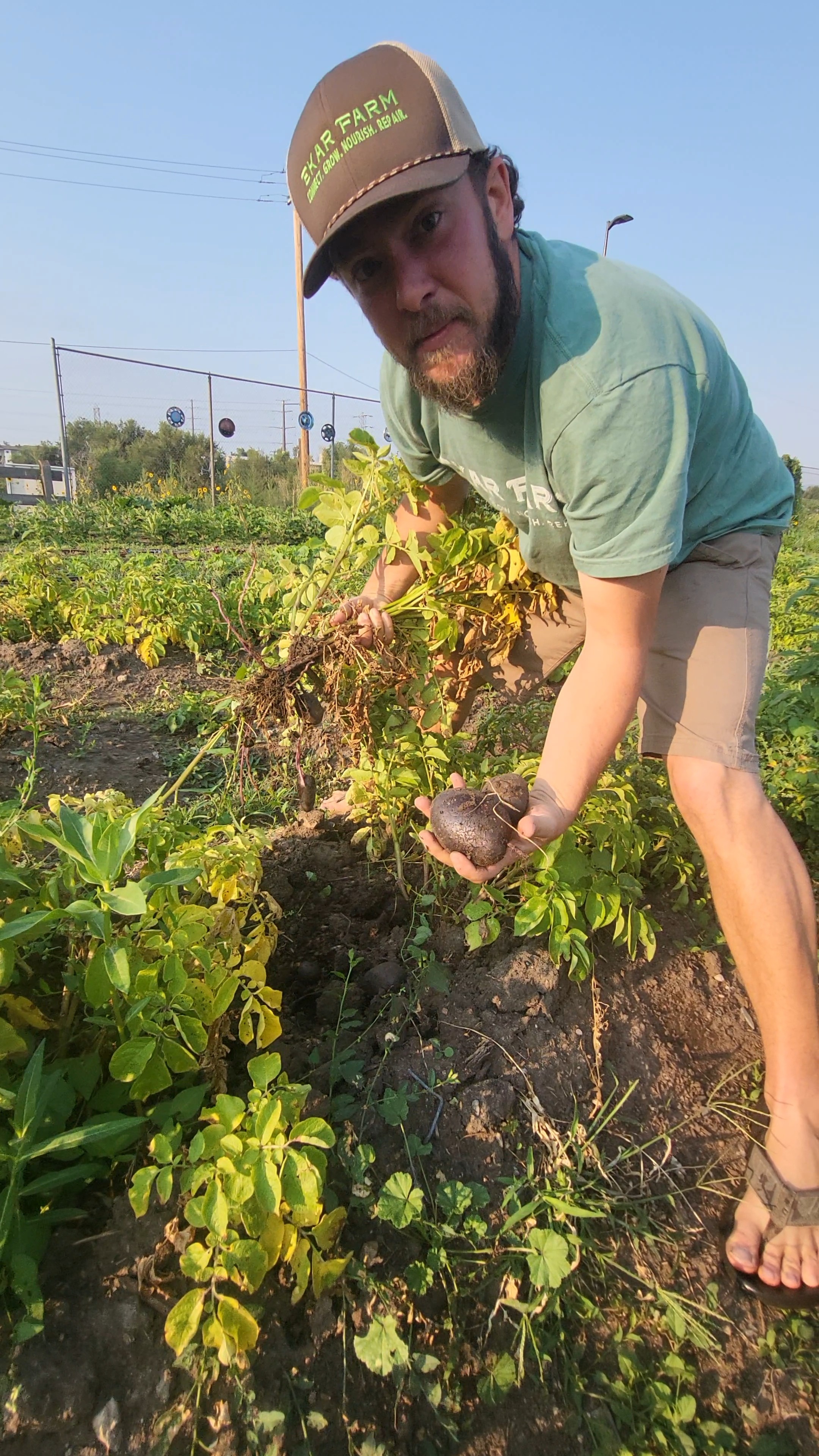 Person harvesting vegetables in a garden, wearing a cap and green shirt, with plants and a fence in the background.
