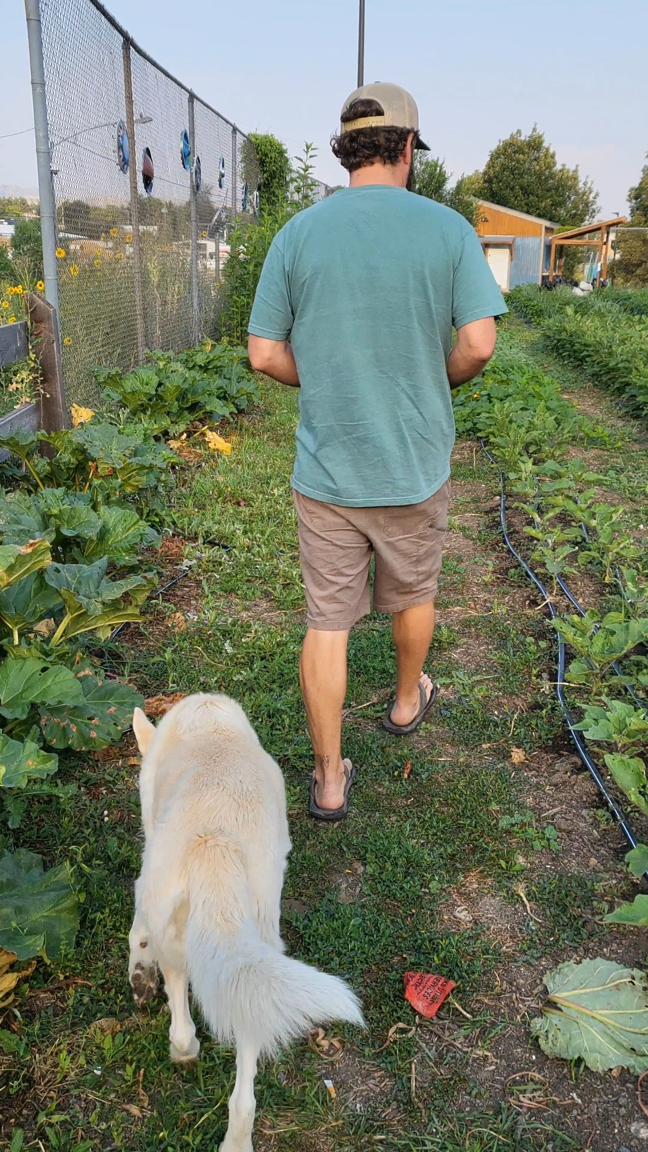 Person walking on a garden path with a dog, plants on both sides, and a fence on the left.
