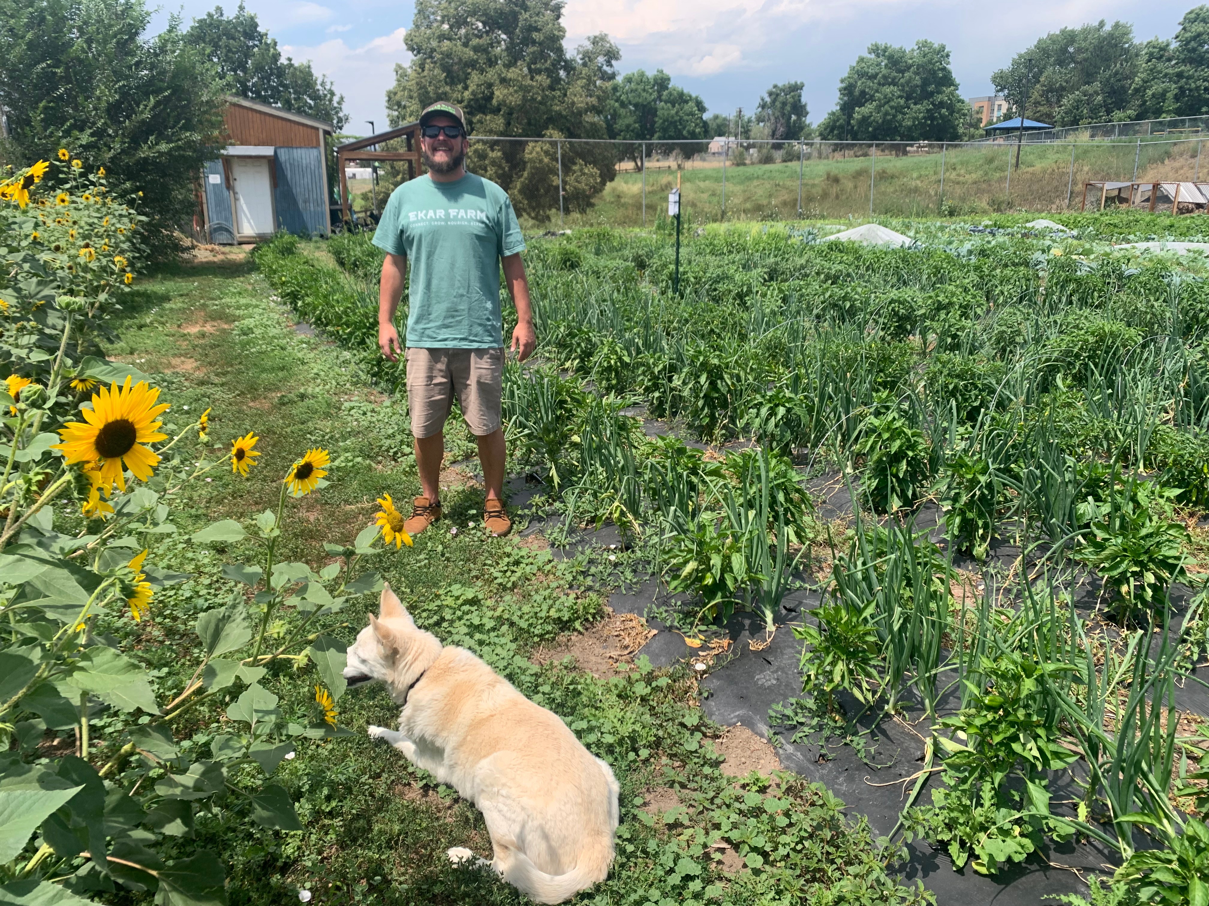 Man standing in a garden with a dog sitting nearby, sunflowers and vegetable plants around, blue sky above.